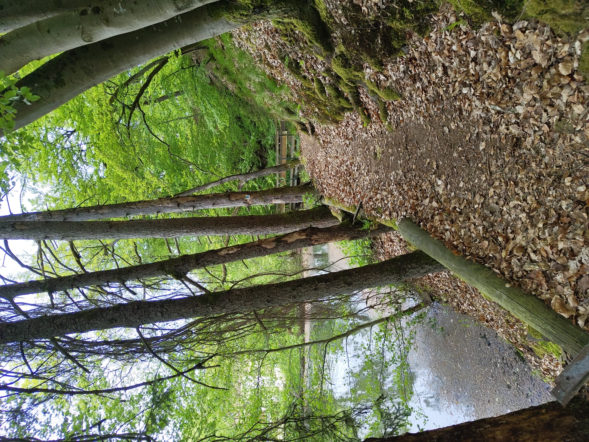The image shows a forest path in Perl, Germany. The path is covered with fallen leaves and runs alongside a small stream or pond. Several fallen trees lie across the path, creating a natural barrier. The trees are surrounded by lush green vegetation. A wooden fence can be seen in the distance along the path. The image is taken from a low angle, looking upwards towards the trees and sky.