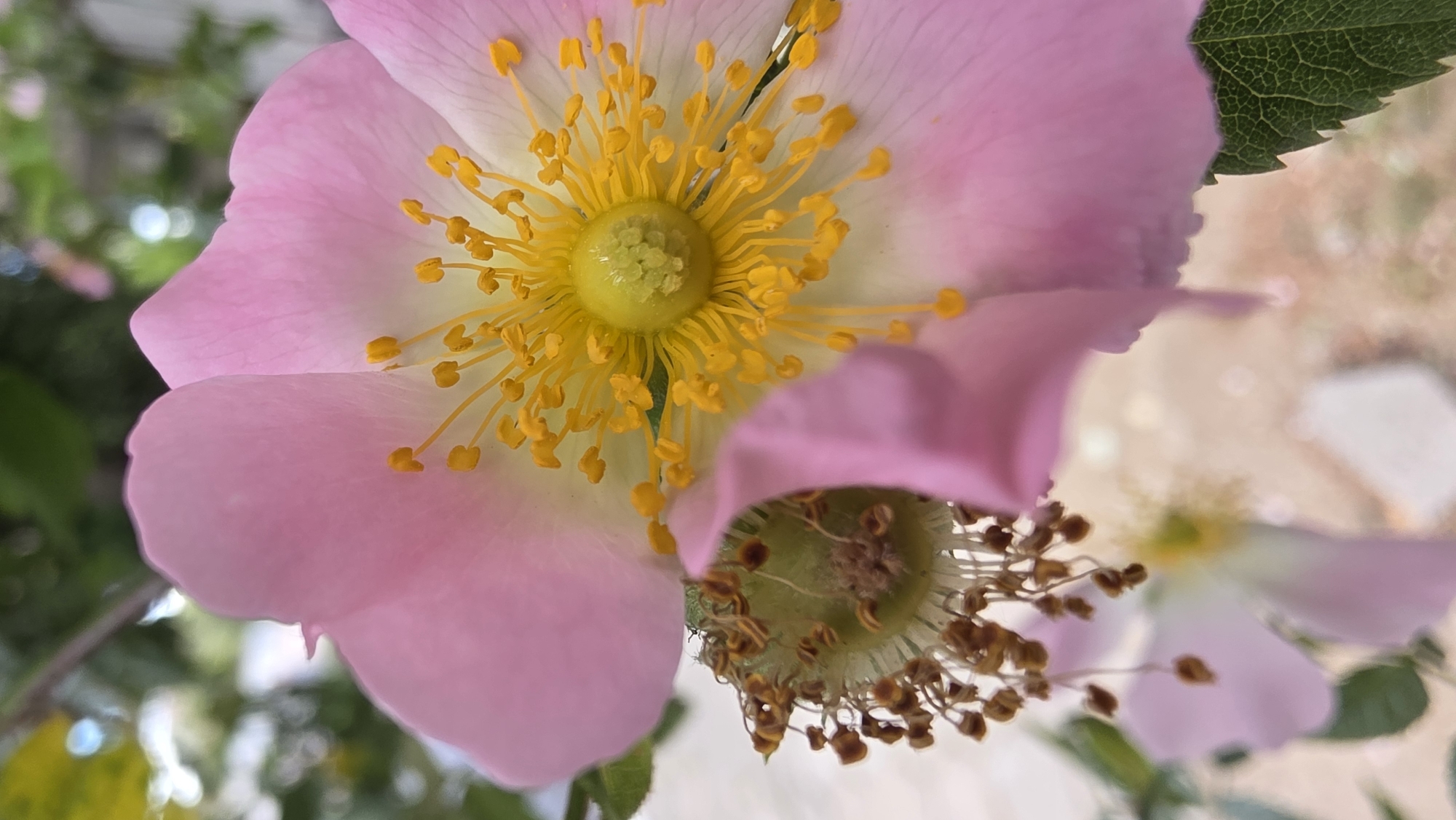 The image shows a close-up of a pink wild rose flower with a yellow center. Next to the flower is a seed pod, which is green and has brown seeds emerging from it. The flower and seed pod are in focus, while the background is blurred, showing hints of green leaves and an out-of-focus flower. It is not possible to determine the exact location within Blagoevgrad, Bulgaria from the image.