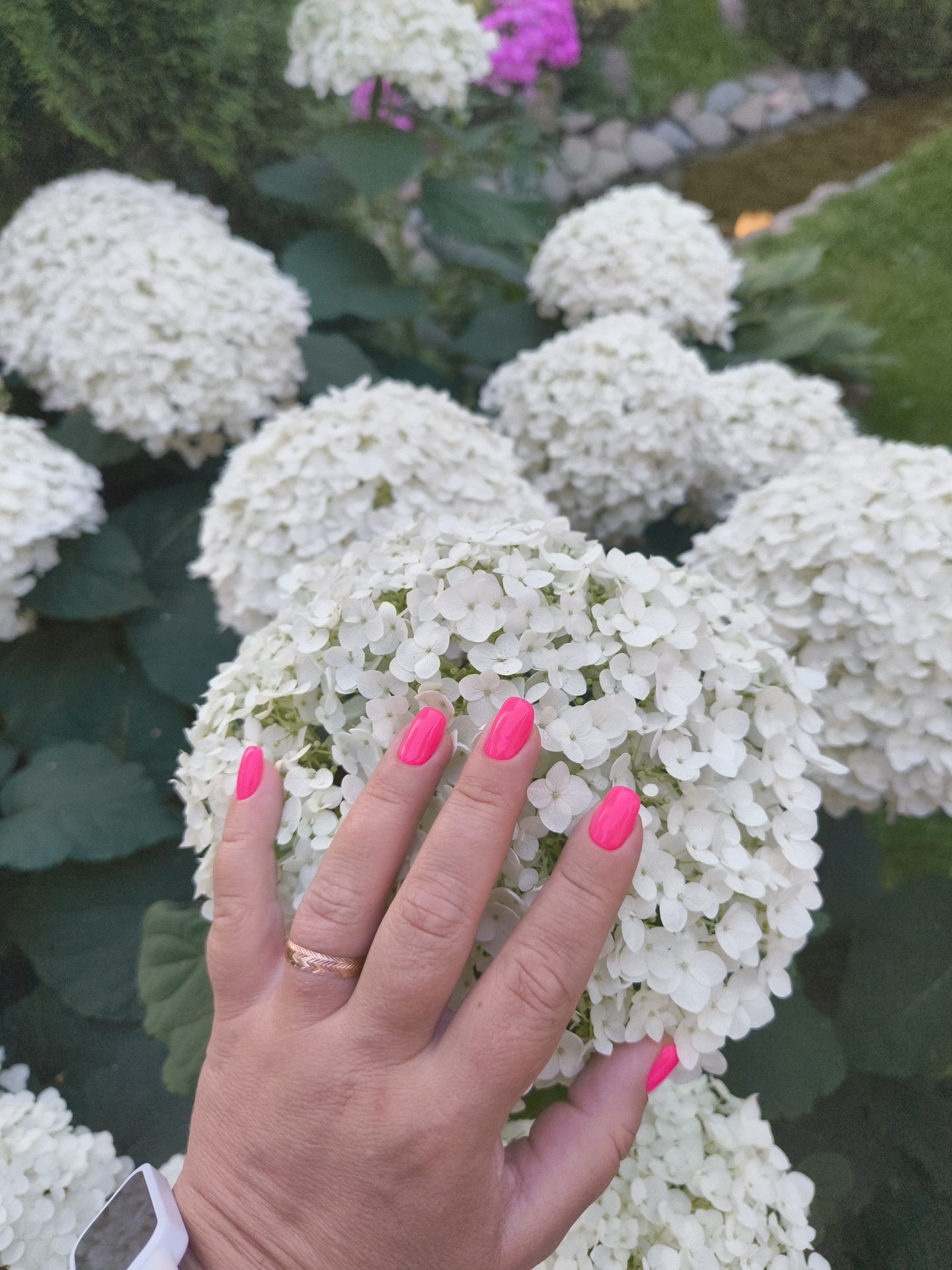 In this close-up shot, a woman's hand with bright pink fingernails delicately touches a cluster of large, white hydrangea flowers. The hand, adorned with a textured gold ring on the ring finger, is positioned to the left of the frame, with its index and middle fingers gently resting on the flower's petals. The background is filled with more white hydrangea blossoms, creating a soft, textured canvas. Dark green foliage and hints of other flowers, including some magenta blooms, are visible further in the background, suggesting a garden setting. A white smartwatch is visible on the woman's wrist at the bottom left of the frame. The image appears to have been taken outdoors, with natural light illuminating the scene. The specific location is not identifiable from the image itself, and therefore cannot be confirmed to be in Ramenskoye, Russia.