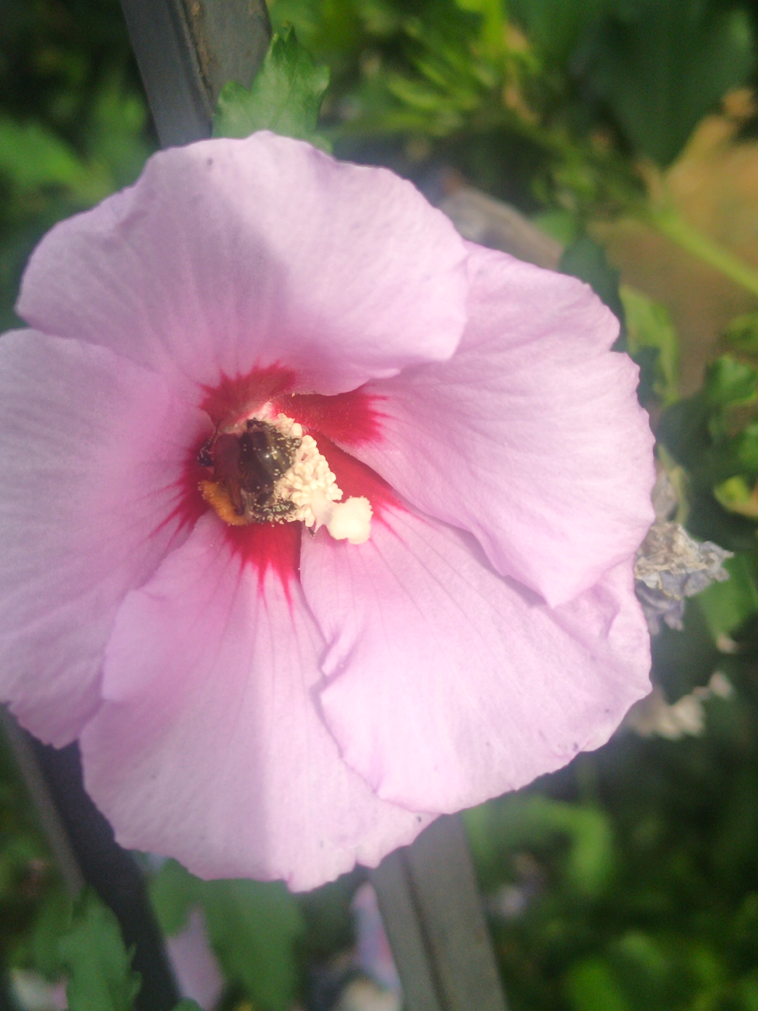 A close-up, low-angle shot captures a vibrant pink hibiscus flower in bloom, with a bumblebee actively collecting pollen from its stamen. The flower's petals are a soft pink with a deep red center, and the bee, with its fuzzy black and yellow body, is prominently positioned in the heart of the bloom. The background is a blur of lush green foliage, suggesting an outdoor setting, likely a garden or park. The image is taken on a sunny day, indicated by the bright lighting and clear focus on the flower. There is no identifiable location within the city of Uzhhorod, Ukraine, as the image lacks any distinguishing landmarks or urban context.