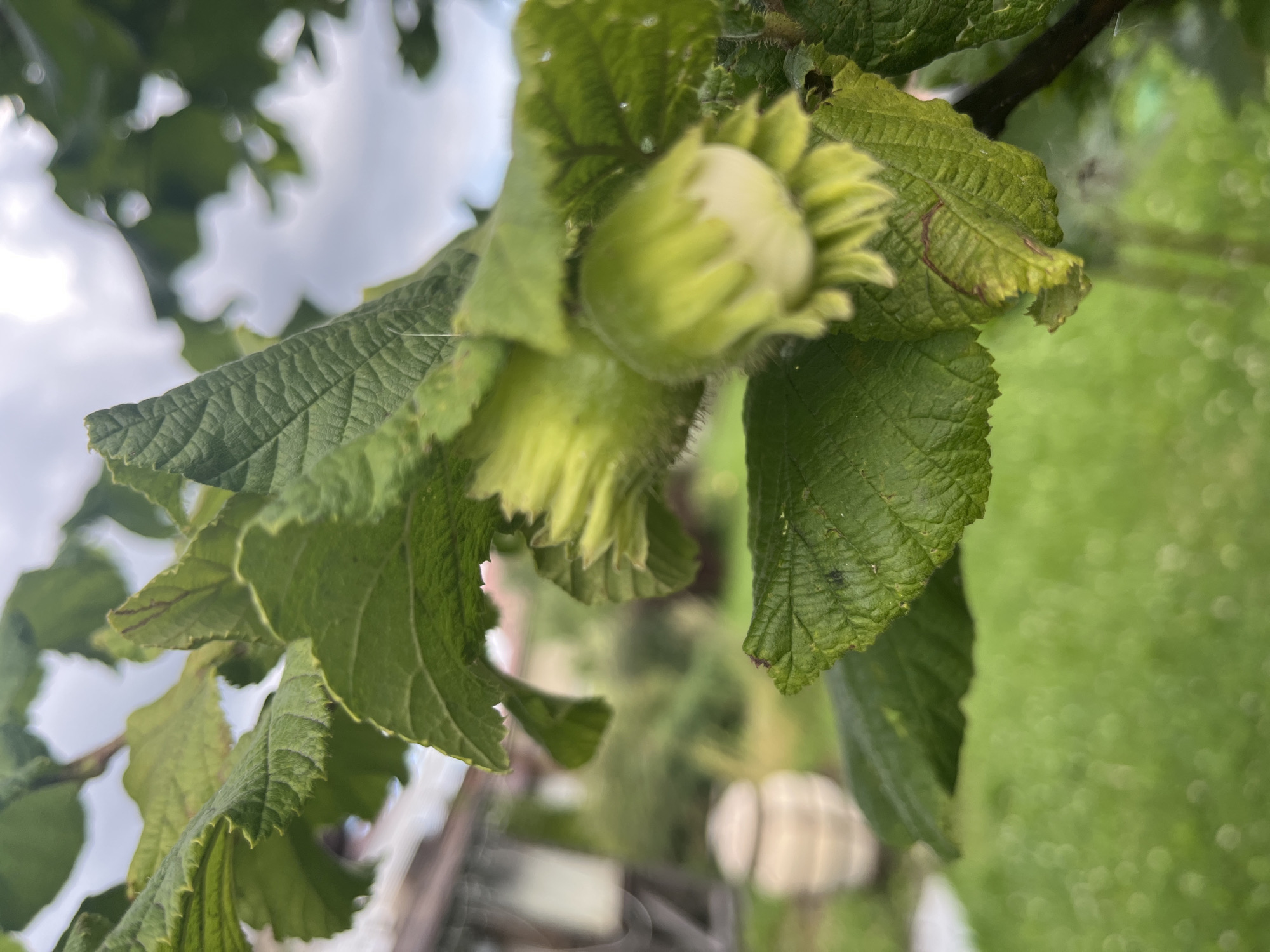 A close-up, outdoor, eye-level shot shows unripe hazelnuts on a tree branch, surrounded by green leaves. The hazelnuts are small, light green, and fuzzy, with some appearing to be clustered together. The leaves are also green, with serrated edges and visible veins. In the blurred background, a light-colored, spherical object, possibly a garden decoration, is visible, along with a portion of a building and a lawn. The sky above is overcast with clouds. The image appears to have been taken in Vladimirovka, Russia.