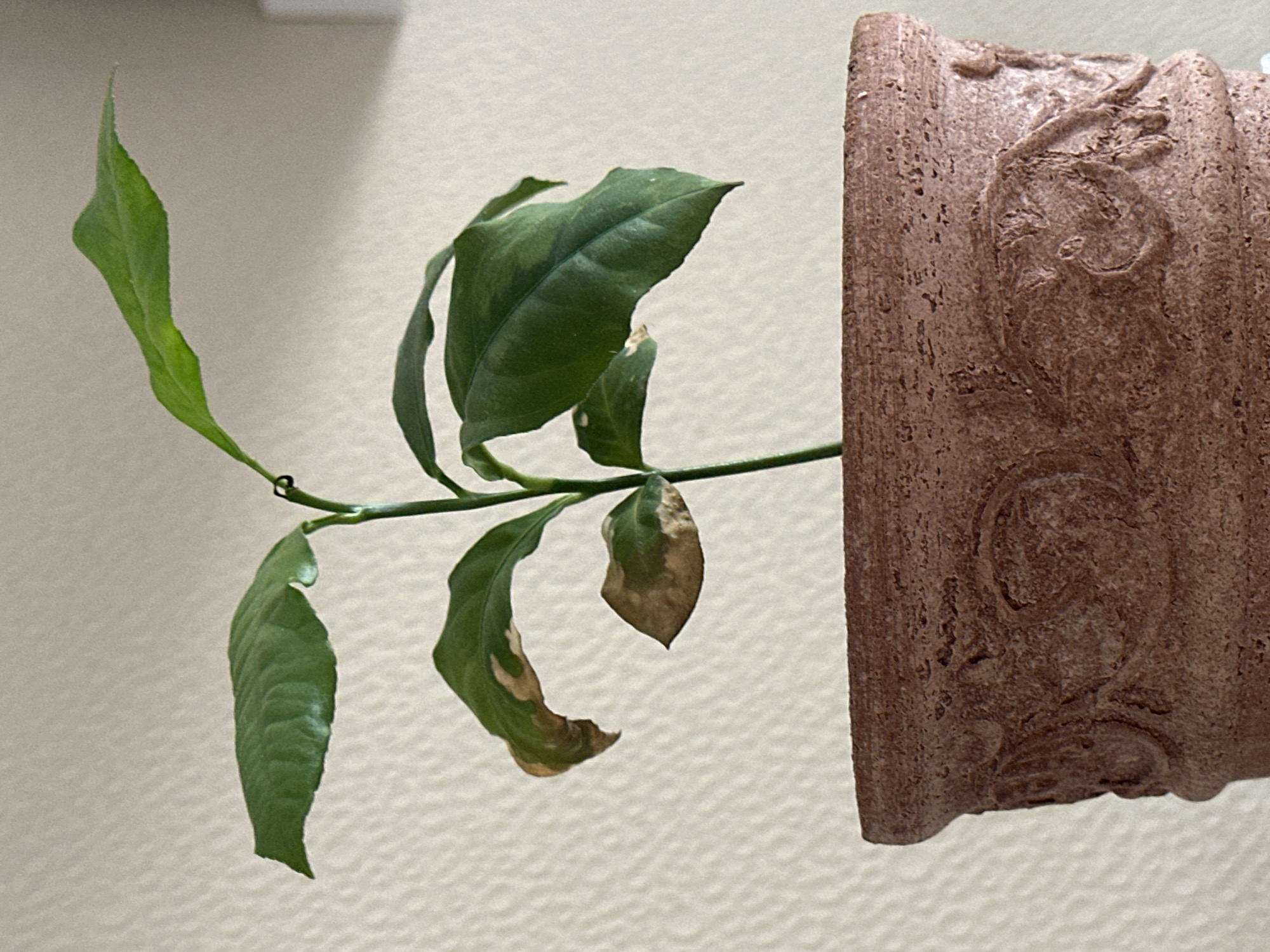 A small plant with green leaves, some of which are browning, sits in a terra cotta pot. The pot has a decorative pattern around its rim. The background is a textured, light-colored wall. The scene is indoors, with no visible indications of the specific city or country.