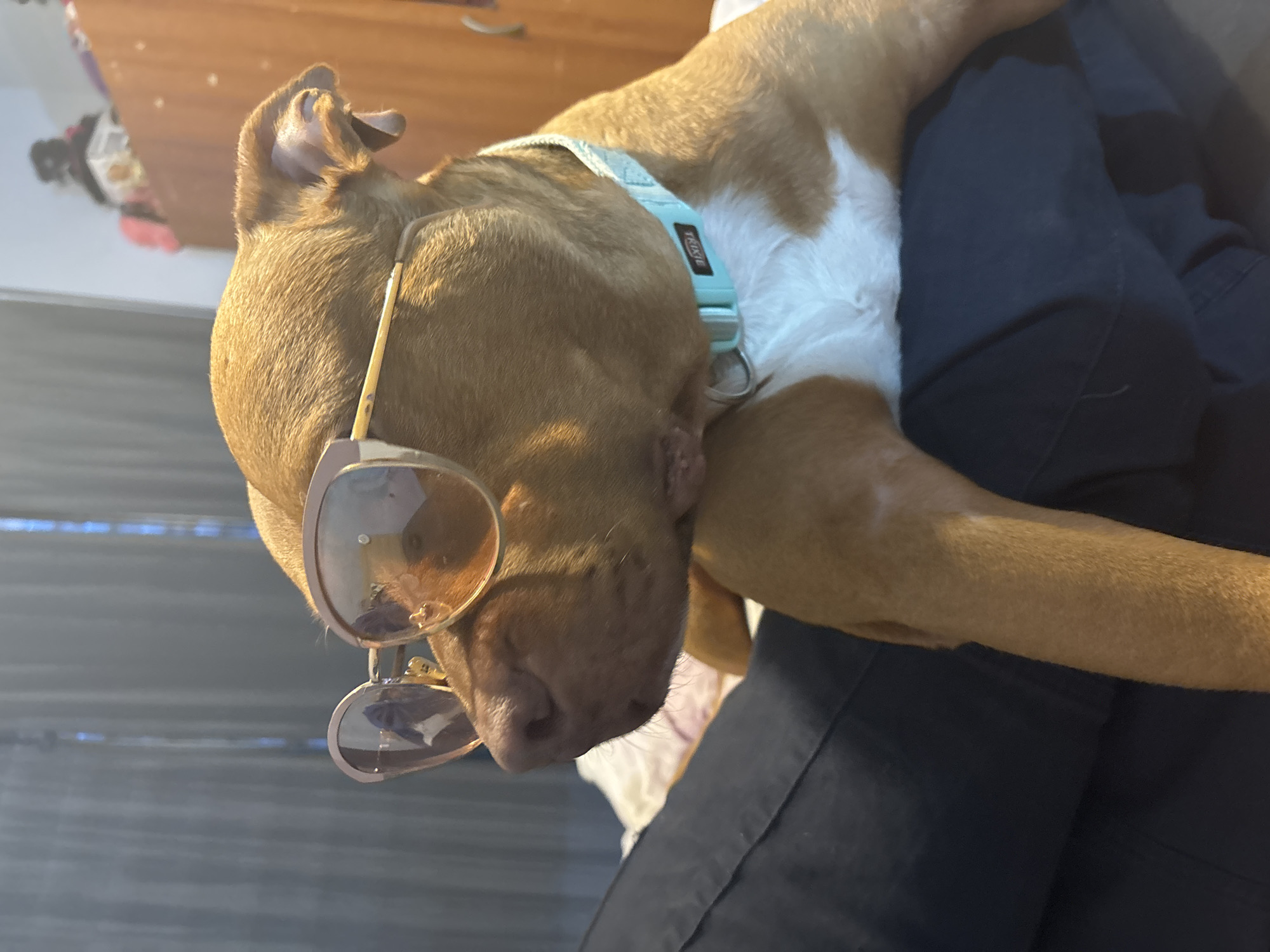 This indoor portrait captures a relaxed medium-sized dog, likely a Pitbull type, lying on its side. The dog has short, light brown fur with white markings visible on its chest and neck. It is wearing a light blue collar, on which a black tag with white text clearly reads "TRIXIE".
A pair of trendy sunglasses with gold or rose gold frames and tinted lenses is perched on the dog's snout, playfully covering its eyes. The dog appears to be resting or sleeping, given its calm posture and the way the sunglasses conceal its eyes. It lies on a dark blue or black fabric, possibly a person's lap or a soft blanket.
The background features a warm wooden surface, likely furniture, and a lighter wall or curtain, illuminated by natural light, suggesting it is daytime. The scene conveys a sense of peaceful rest, with a touch of humor added by the dog's stylish accessory. While the image itself doesn't provide specific geographical cues, the context places the scene in a home in Sofia, Bulgaria.