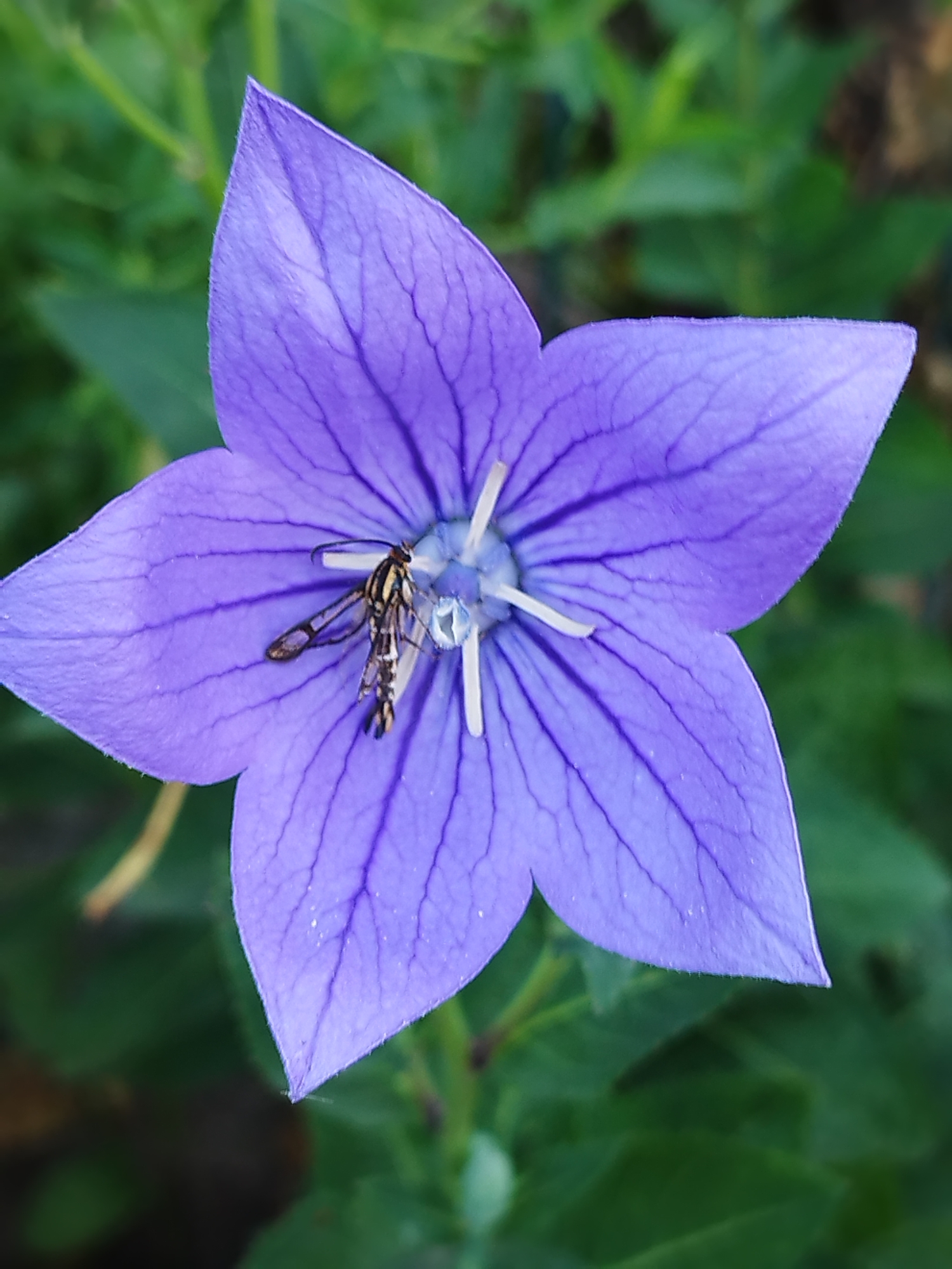 A close-up, vertical, eye-level shot shows a purple balloon flower in bloom, with a small insect resting on its petals. The flower is in the center of the frame, and its five petals are spread open, revealing a star-shaped center with white stamens. The petals are a vibrant purple color and have delicate veins running through them. The insect appears to be a fly with striped wings and a dark body. It is positioned on the lower left petal of the flower. The background is blurred and consists of green foliage, suggesting an outdoor environment, possibly a garden or park. The lighting appears to be natural daylight, highlighting the details of the flower and insect. There is no indication of the specific location within Bucharest, Romania, beyond it being an outdoor natural setting.