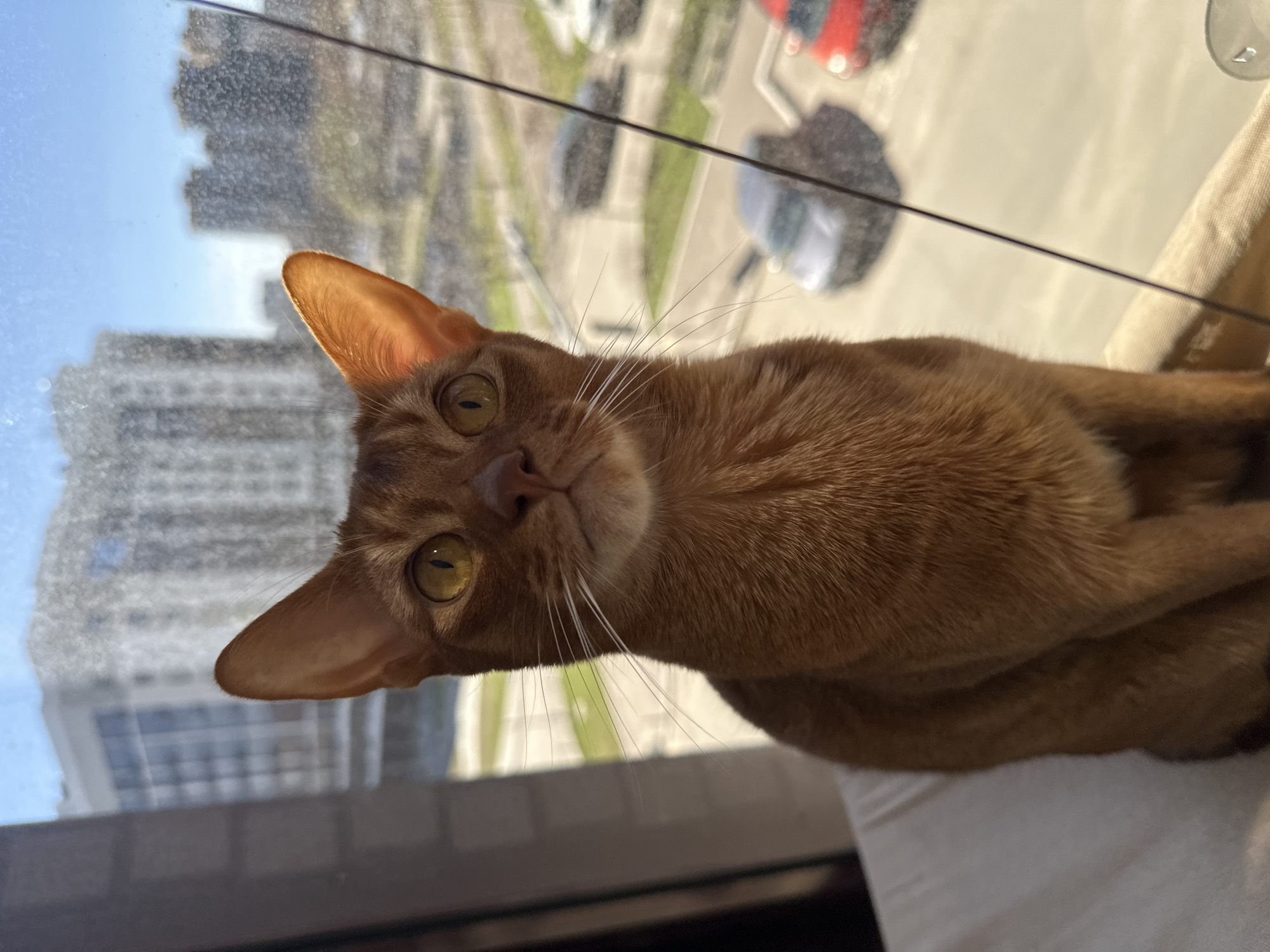 A close-up shot features an Abyssinian cat with reddish-brown fur, positioned against a cityscape visible through a window. The cat is angled, with its head and face prominently in the foreground, displaying amber eyes and long, white whiskers. The background showcases a blurred view of urban buildings under a clear sky, with traffic, including cars of various colors, visible in the street below. The scene is captured indoors, likely within a high-rise apartment or building, in Kazan, Russia.