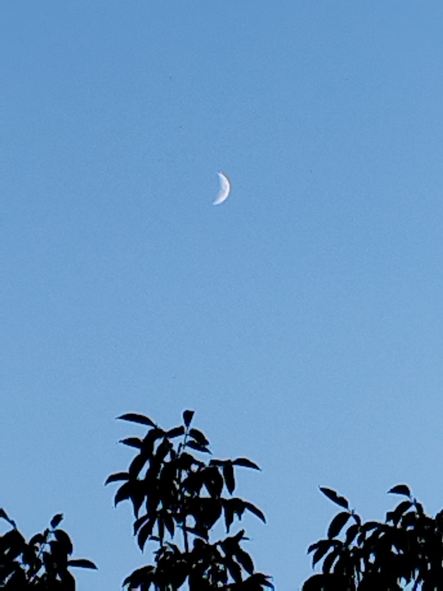 A crescent moon is visible in a clear, pale blue sky, positioned in the upper-middle section of the image. Silhouetted against the sky in the foreground are the tops of dark green trees, with visible leaves and branches. The scene appears to be an outdoor natural setting, possibly a park or a garden, under daylight. There is no indication of Bucharest, Romania, in the image itself.