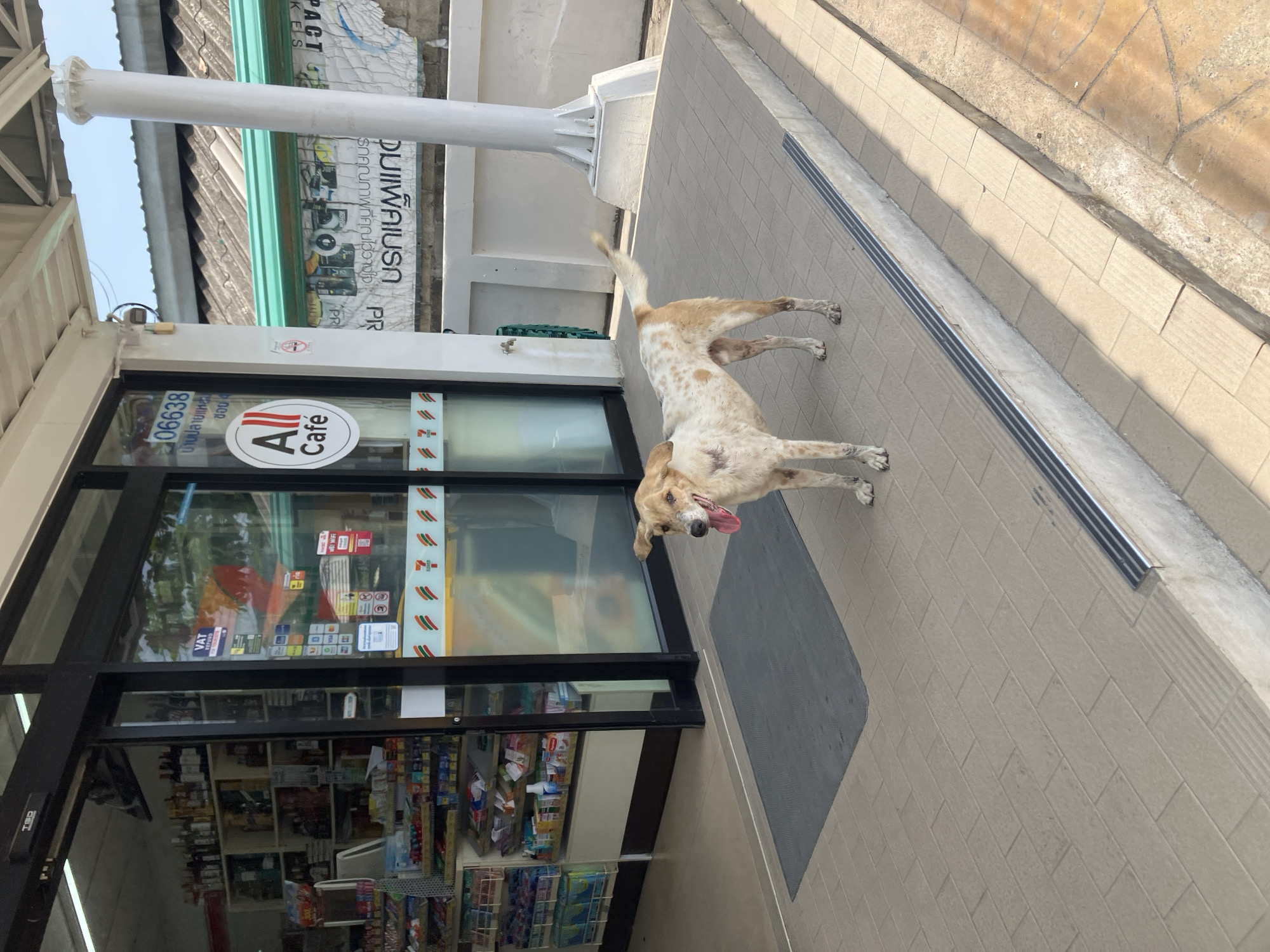 The image depicts a medium-sized, tan-and-white spotted dog standing on a tiled walkway in front of a convenience store called "All Cafe", in Baan Plai Laem, Thailand. The dog's tongue is hanging out. The store's glass front displays posters and advertisements, and shelves stocked with goods are visible inside. A large white support structure stands beside the store's entrance. The walkway is tiled with a light-colored material, and a metal drainage channel runs along the edge of a slightly elevated platform.