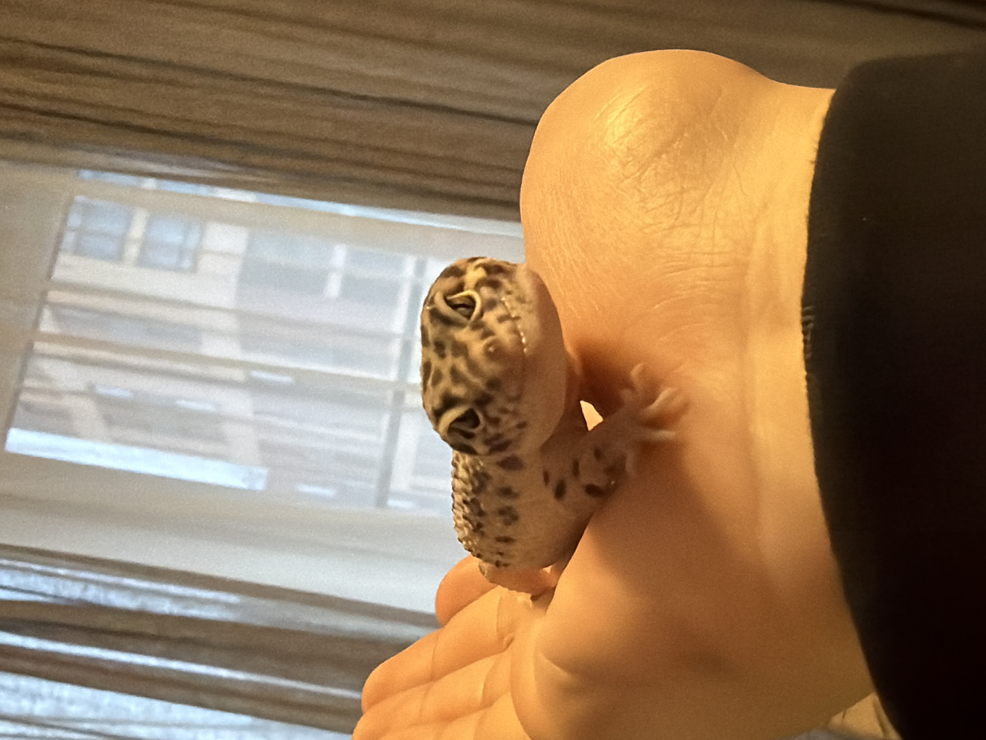 A person holds a leopard gecko in their hand. The gecko has a light tan base color with dark brown spots. The person's skin is light-toned, and they are wearing a black garment around their wrist or arm. The background features a window with a view of a building across the street. It is not possible to identify the location as Izhevsk, Russia from the image.