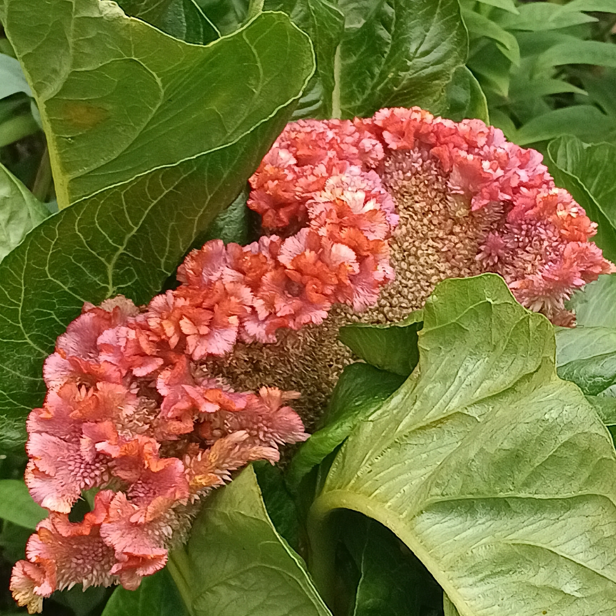 The image shows a close-up view of a vibrant celosia flower, also known as cockscomb, with its distinctive ruffled, coral-pink petals. The flower is surrounded by large, lush green leaves, which create a textured backdrop. The lighting is natural and highlights the intricate details of the petals and the veins of the leaves. The scene appears to be outdoors, likely in a garden or park setting, with a shallow depth of field that blurs the background. No people or specific landmarks are visible. The image does not contain any information that would suggest its location in Samara, Russia.
