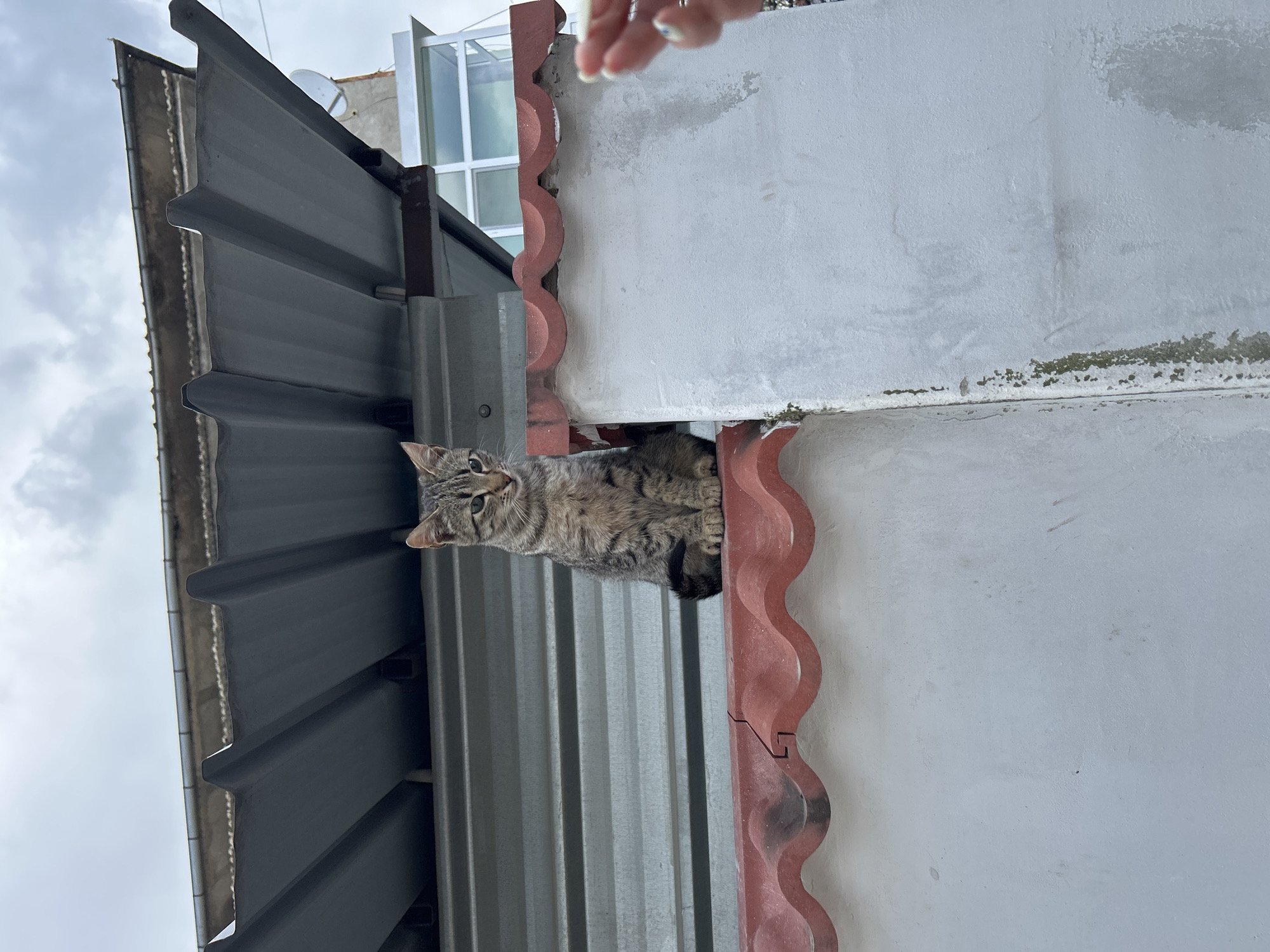 A tabby cat sits on a metal roof in Kaspichan, Bulgaria, peering out from between the edge of the roof and a white wall capped with reddish-brown trim. A hand with a ring is visible above the wall, reaching down. The sky is overcast. A window is visible above the wall.