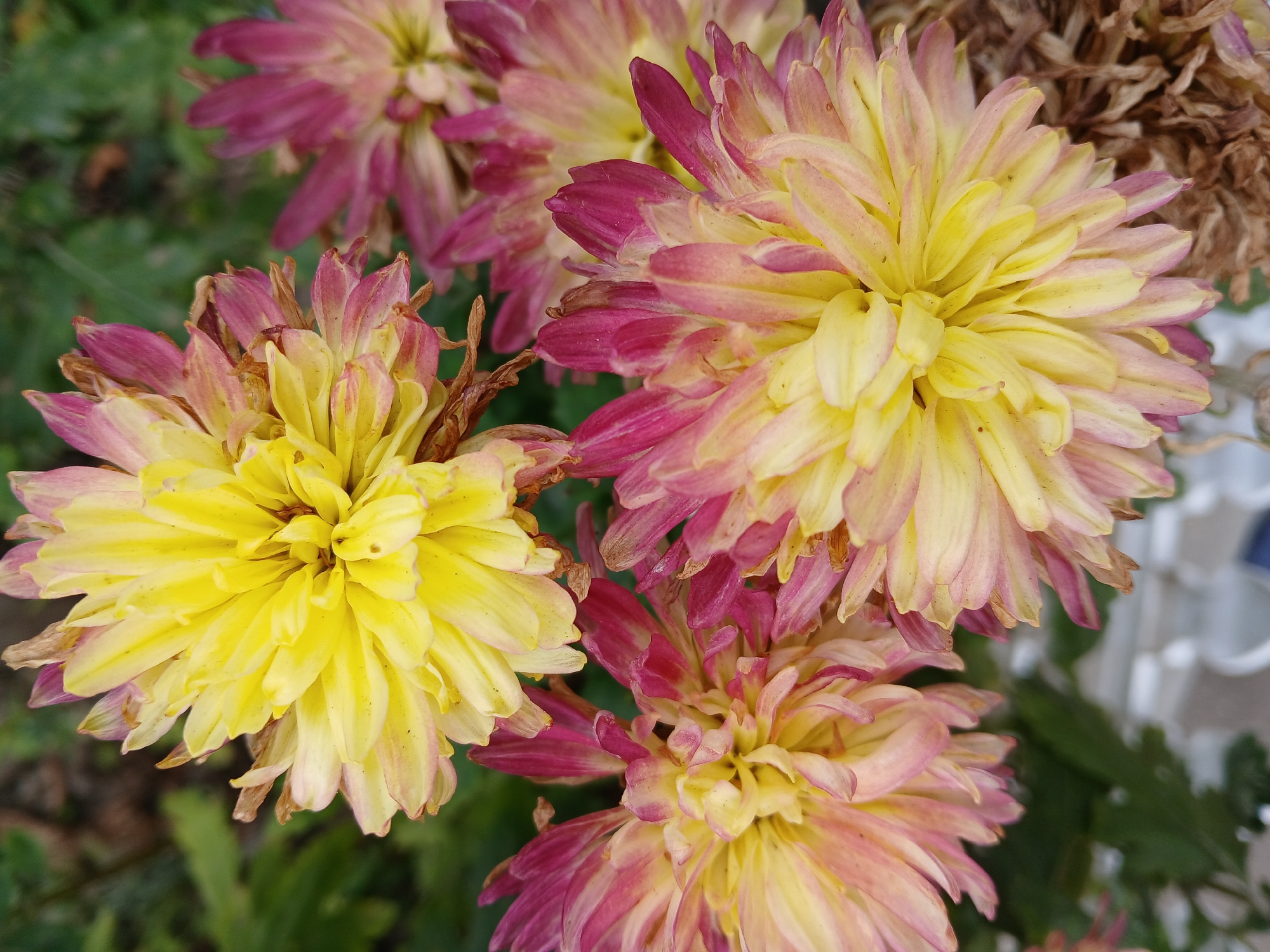 The image shows a close-up, overhead view of several chrysanthemum flowers. The flowers have a bicolor petal structure, with the inner petals being bright yellow and the outer petals transitioning to a deep pink or magenta. The petals are numerous and appear to be densely packed, giving the flowers a full, pom-pom like appearance. Some of the outer petals on the flowers, particularly towards the edges of the frame, show signs of wilting and browning, indicating the flowers are past their peak bloom. The background consists of blurred green foliage and hints of dry, brown plant material, suggesting an outdoor setting. There are no people or animals visible in the image. The lighting appears to be natural, casting soft shadows on the petals. The image does not contain any elements that would indicate a specific location in Cherkessk, Russia; it depicts a general floral scene.