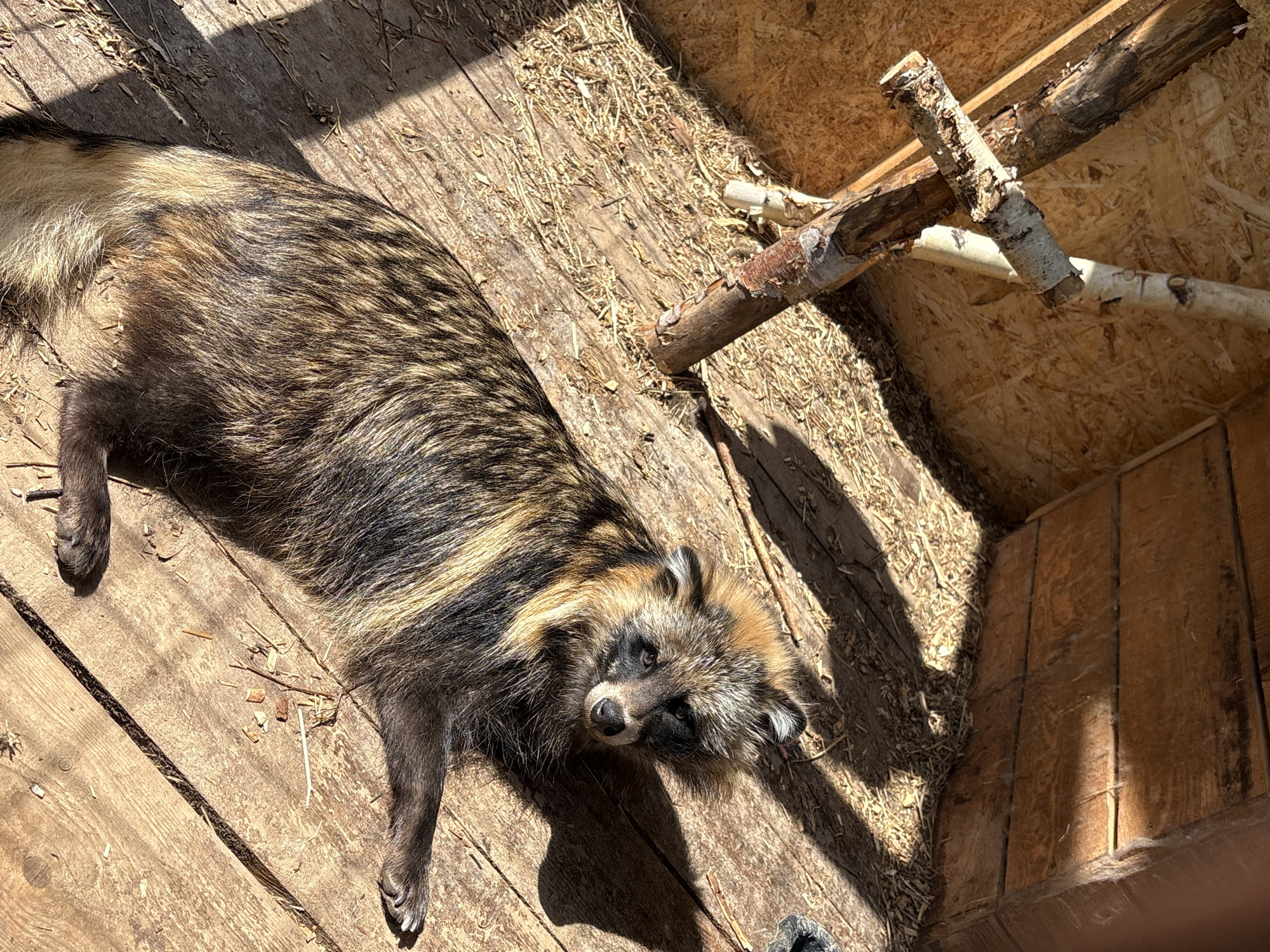 A raccoon dog rests on a wooden platform inside an enclosure. The enclosure has wooden walls and a simple wooden structure in the corner, possibly for climbing. The raccoon dog is lying on its side, looking toward the camera. The scene is sunlit, with shadows cast across the platform. The location is specified as Sibir', Russia, implying this is likely a zoo or wildlife park.
