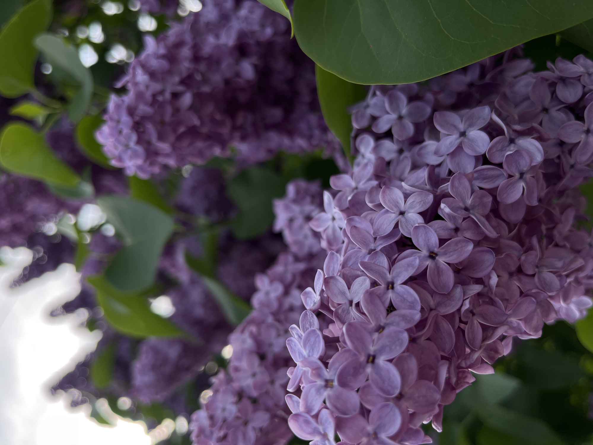 A close-up photograph depicts clusters of lilac blossoms, their individual petals arranged in delicate four-petaled formations. The blossoms are predominantly lavender in hue. A few green leaves punctuate the floral display. The background is out of focus. The location is Novopokrovskaya, Russia.
