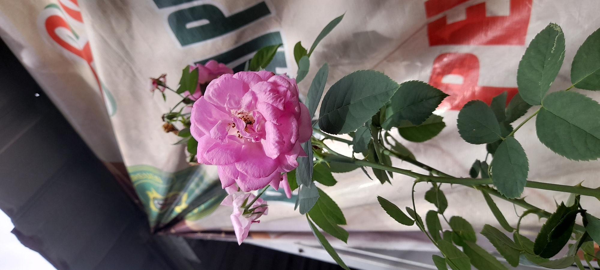 A pink rose bloom, partially open, is the central subject. A stem extends from the bloom, bearing dark green leaves of varying sizes. Thorns are visible on the stem. The background is a patterned surface, likely a poster or banner, with faded text and graphics in red, green, and cream colors. The lower left corner of the image is dark, suggesting a shadow. The image appears to have been taken in daylight. There is no confirmed evidence of the image location being Buketteukuh, Indonesia.