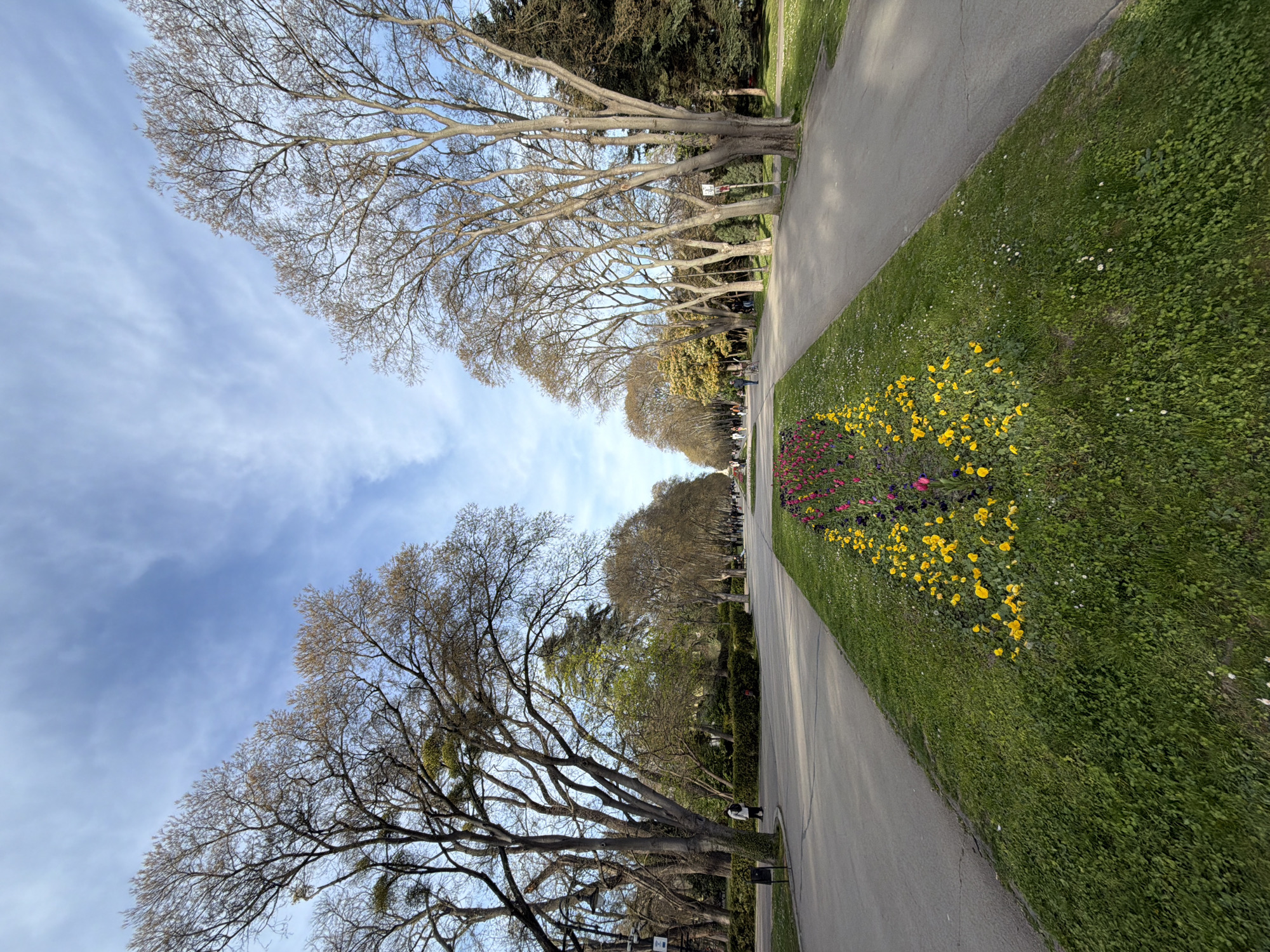 The image captures a long, straight paved pathway lined with trees and grass in a park in Varna, Bulgaria. The trees, mostly bare with a few budding leaves, are planted in rows along both sides of the pathway, creating an avenue effect. Between the pathway and the trees, there is a strip of green grass with patches of blooming yellow and pink flowers. The sky above is light blue with wispy clouds. In the distance, at the end of the pathway, there are figures of people walking. The viewpoint is at ground level, emphasizing the perspective and the length of the pathway.