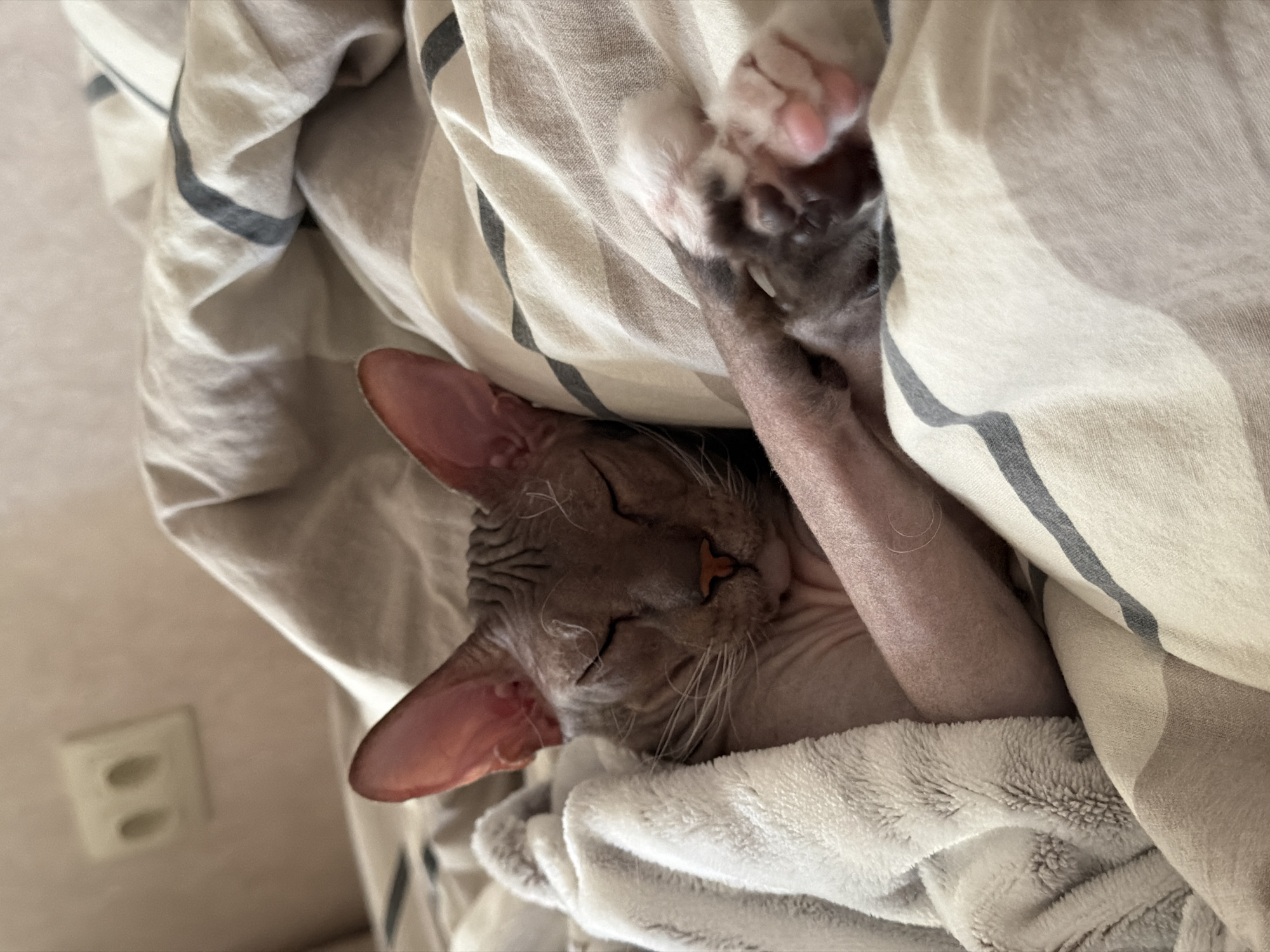 A hairless Sphynx cat sleeps soundly, partially wrapped in a soft white blanket and tucked under striped bedding. Its eyes are closed, and its paws are curled up, with one paw resting gently on top of the other. The cat has large, prominent ears and wrinkled skin, characteristic of the breed. The background shows a light-colored wall with a double electrical outlet, and the bedding features a pattern of thin, dark gray stripes on a cream-colored fabric. The scene appears to be indoors, likely in a bedroom, in Izhevsk, Russia.