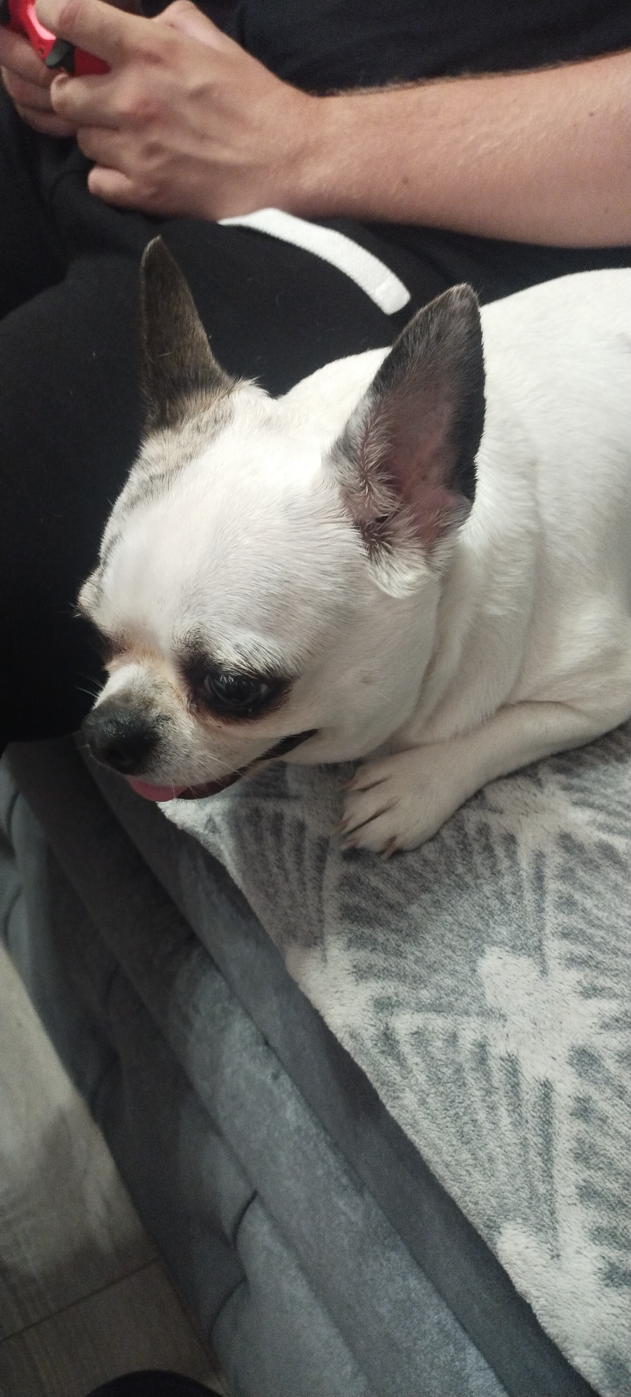 A close-up shot features a white chihuahua dog resting on a patterned blanket. The dog's head is turned to the left, with its pink tongue slightly visible. In the background, a person's hands are visible, one holding a red video game controller. The overall setting appears to be indoors, with the blanket covering a piece of furniture. The image does not provide any information about the city of Nadtochii, Ukraine, or any specific details relating to its location.