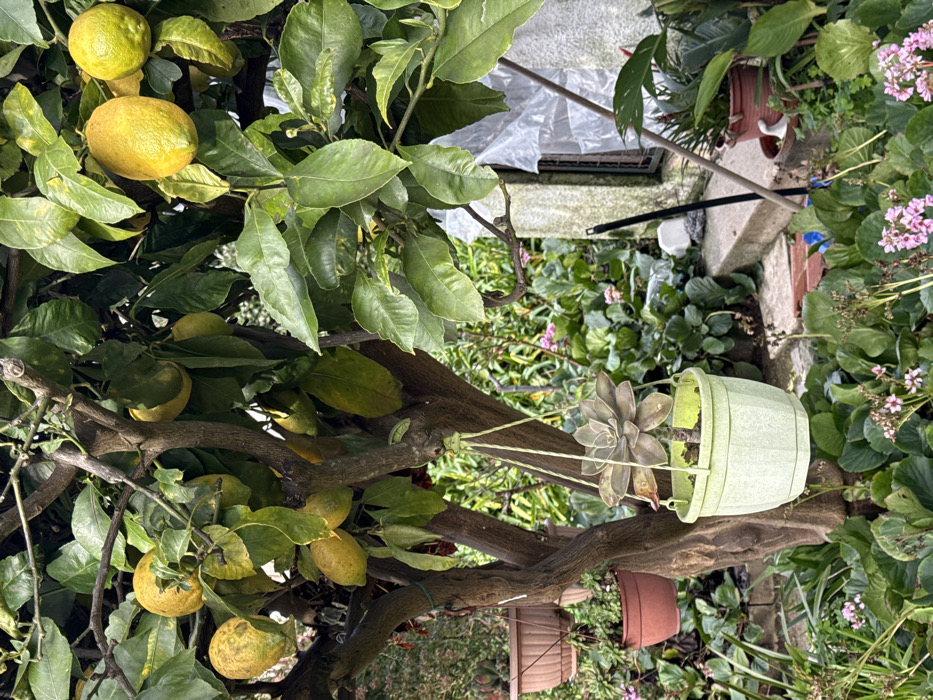 A lemon tree laden with ripening lemons, their yellow skins contrasting with the vibrant green leaves. A hanging plant in a light green pot dangles from the tree's branch. Beyond the tree, a garden with various plants and flowers in shades of green and pink surrounds a concrete surface.