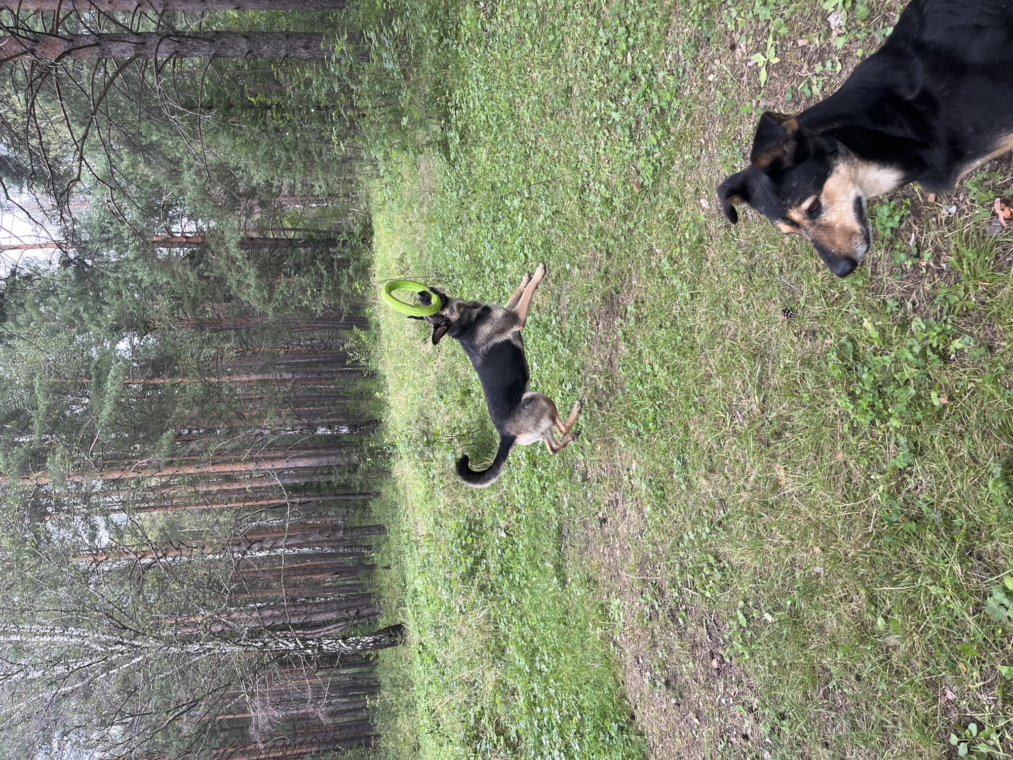 The image depicts two dogs in a wooded area with grassy ground cover. The foreground features a black and tan dog looking to the right. In the midground, a German Shepherd mix is captured mid-air, jumping to catch a bright green ring toy in its mouth. The background consists of a dense forest of birch and pine trees, suggesting a natural, outdoor environment. The lighting appears overcast, characteristic of a cloudy day. There is no indication of the city of Nizhny Tagil, Russia.