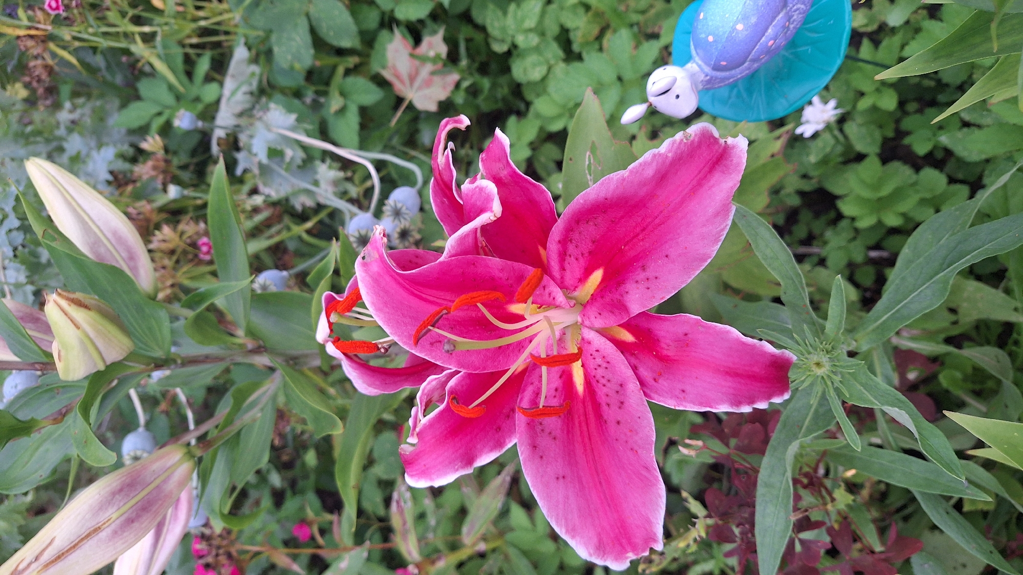 In a garden setting, likely outdoors, a vibrant pink lily in full bloom dominates the foreground. Its large petals, edged with white, are speckled with dark red. The flower's bright red stamens and pistil are clearly visible at its center. Behind the lily, several unopened buds of the same flower are present, with pale pink and green hues. The background is filled with lush green foliage and other plants, including what appear to be seed pods. In the lower right corner, a small, decorative garden ornament shaped like a purple turtle with blue spots sits on a teal base. The overall scene suggests a natural, possibly suburban or rural environment, consistent with a garden in an unspecified location in Latvia.