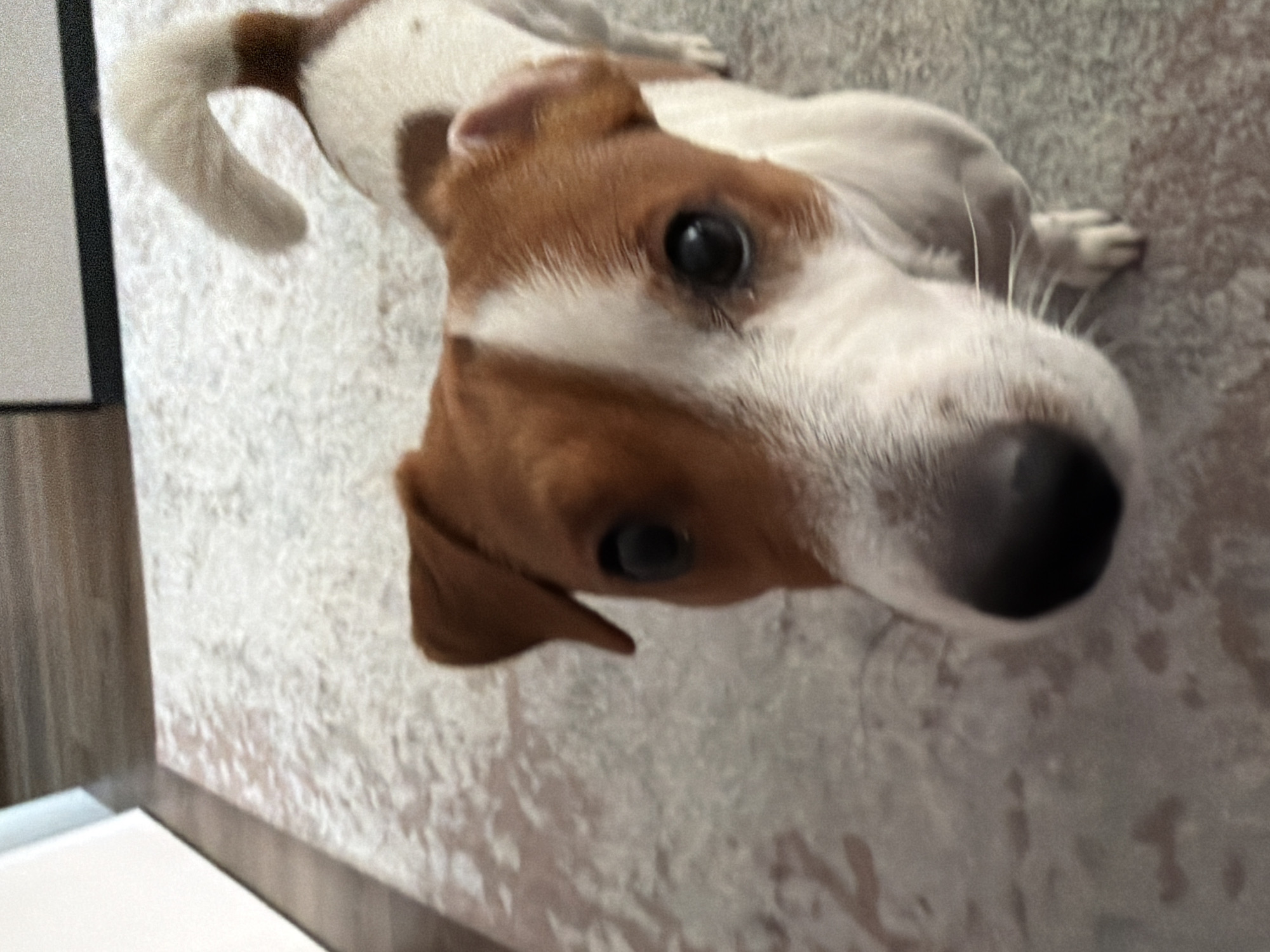 The image shows a close-up of a Jack Russell Terrier on a textured, light-colored rug. The dog is predominantly white with tan markings on its head and back. Its ears are floppy, and its eyes are dark and alert. The camera angle is low, focusing on the dog's face and snout. The background consists of a wooden floor and a white wall. There is no indication of the location being Moscow, Russia.