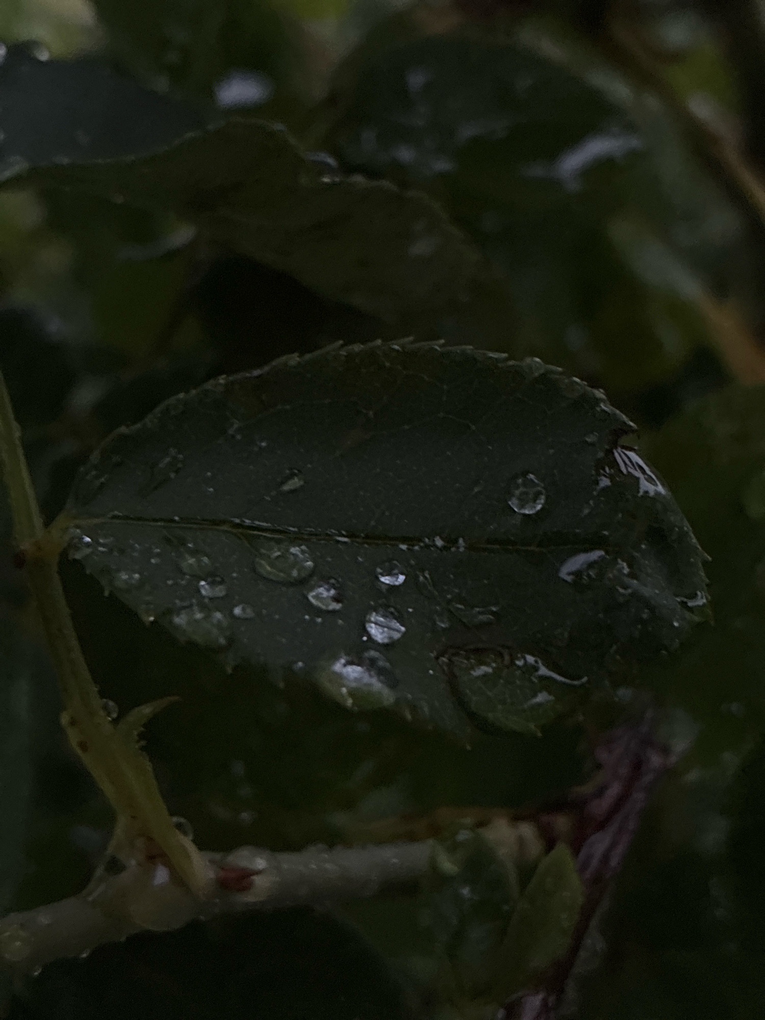 A close-up, eye-level shot captures a dark green leaf with serrated edges, glistening with several water droplets after a rain. The leaf, likely from a rose bush, is positioned slightly off-center to the left, with a thin stem extending vertically from the lower left corner. The background is a blur of darker green foliage, suggesting an outdoor setting. The lighting is dim, likely due to overcast conditions or late-day sun, creating deep shadows. The image does not depict any people or specific landmarks, making it impossible to determine its precise location within Brno, Czechia. The focus is entirely on the natural detail of the wet leaf and surrounding plant life.