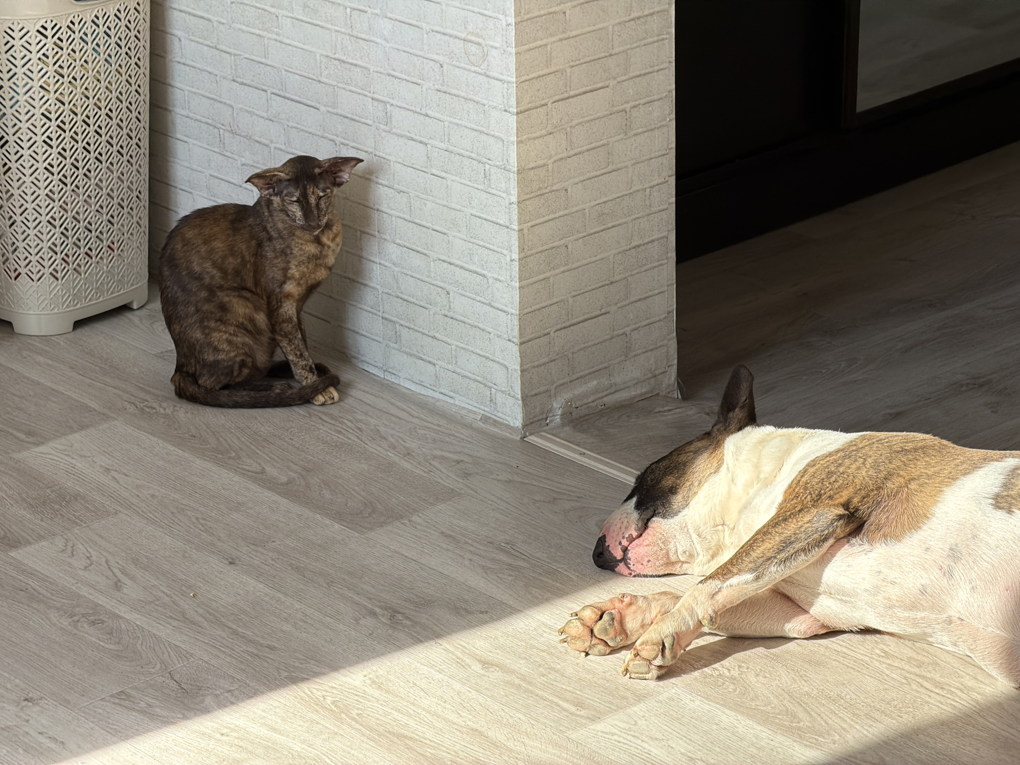 A brown tabby cat sits near a white brick wall, next to a white lattice hamper. In front of the cat, a bull terrier lies on a light-colored wood-grain floor in a sunbeam. The location is Chaikovsky, Russia.