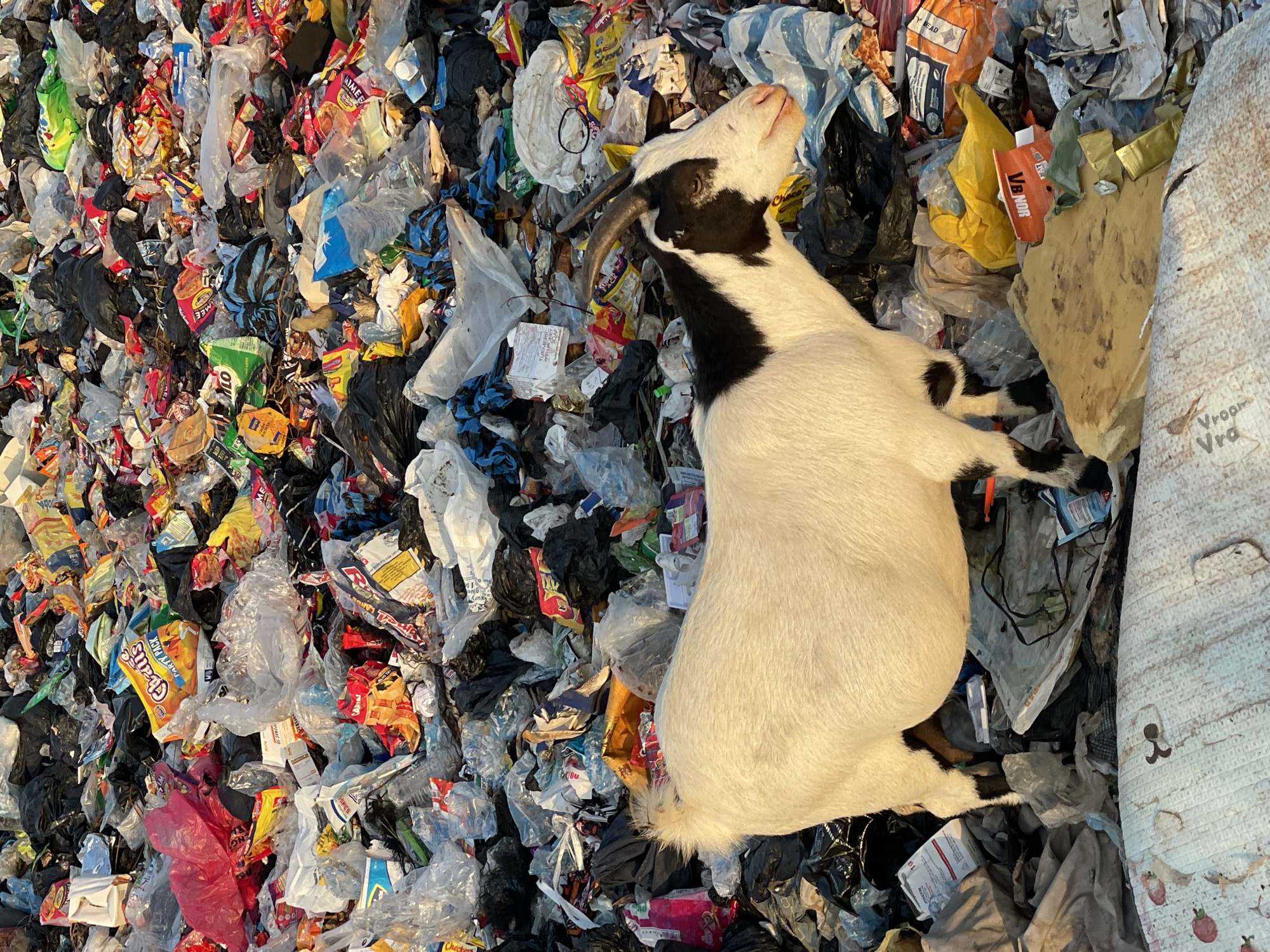 The image depicts a white and black goat lying on a massive heap of garbage, likely in Nkpor, Nigeria. The goat is positioned on its knees with its head raised. The garbage heap consists of a multitude of items including discarded snack packaging, plastic bags, and various types of refuse. A patterned cloth or possibly a rug can be seen partially visible on the right side of the garbage pile. The photo captures the animal in an environment heavily polluted with waste.