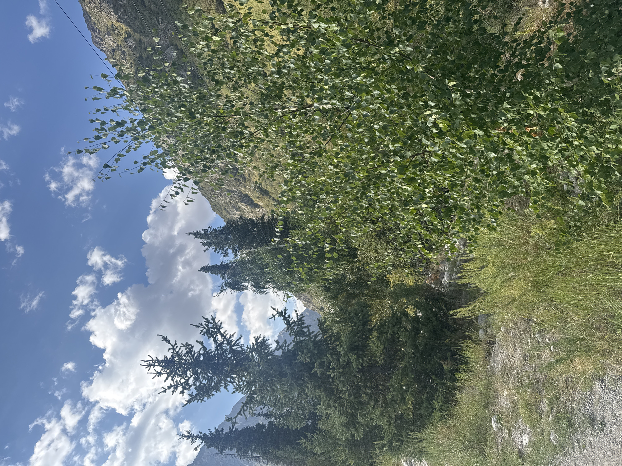 The image depicts a natural landscape with a clear blue sky dotted with white clouds. In the foreground, a tall green tree with numerous leaves stands prominently. To the left of this tree, several evergreen trees are visible, appearing as a dense cluster. Behind the trees, a steep, rocky mountainside dominates the background, covered in sparse vegetation. The ground in the foreground consists of gravel and grass. Power lines are also visible running across the scene, suggesting the presence of human infrastructure in this natural setting. The overall impression is one of a scenic mountainous region.