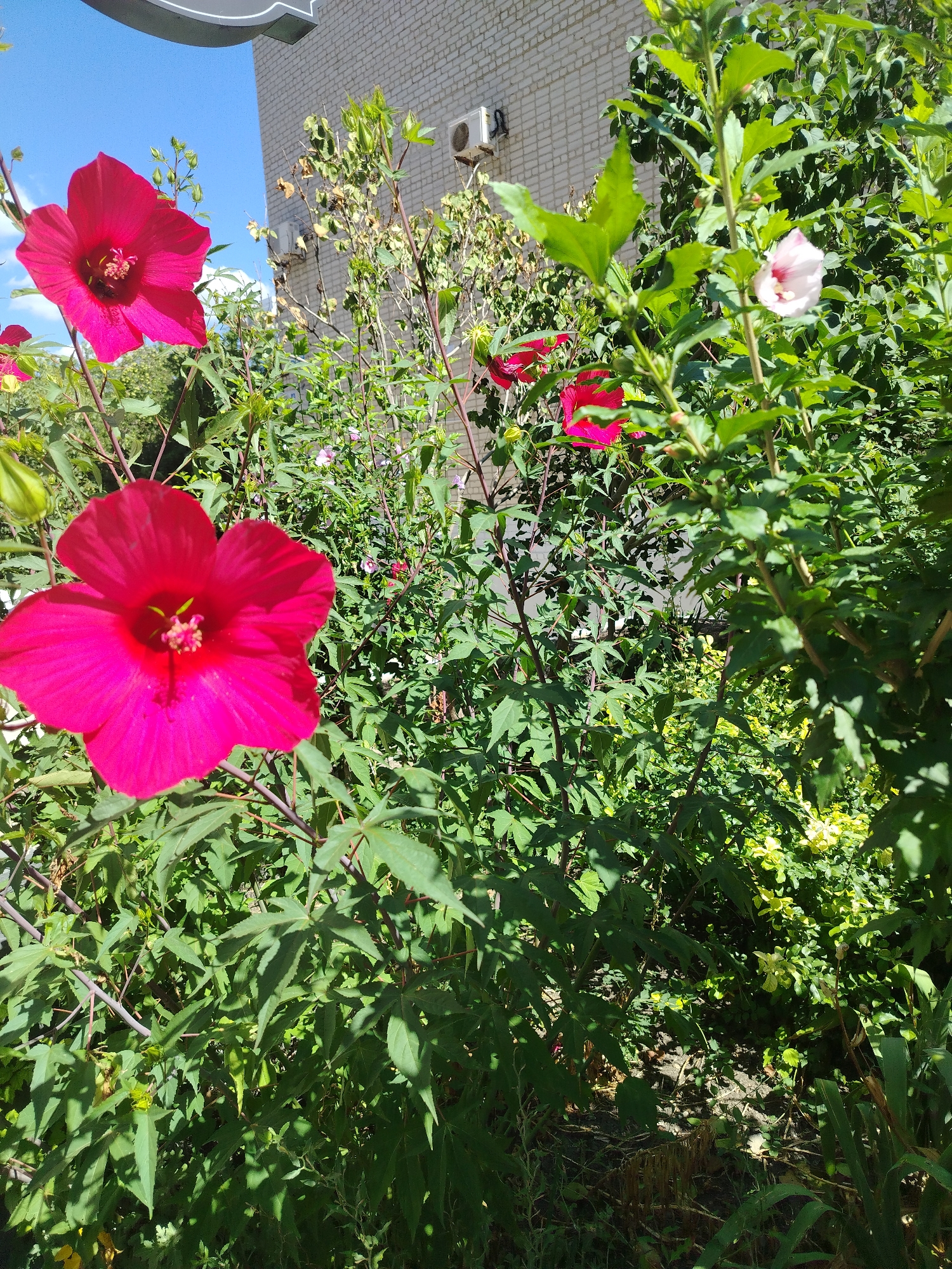 In the city of Anapa, Russia, a bright, sunlit scene unfolds with a focus on vibrant hibiscus flowers. A large, deep pink hibiscus bloom is prominently featured in the foreground, its delicate petals unfurled to reveal a dark center. To its left, a smaller, partially visible pink bloom adds to the floral display. In the background, a white brick building rises, its facade interrupted by two air conditioning units. A clear blue sky, dotted with a few wispy clouds, forms the backdrop to the scene. Green foliage surrounds the flowers, creating a lush and natural environment.