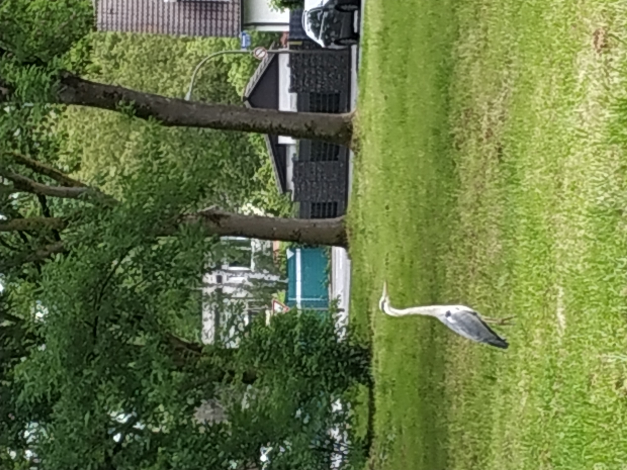 A great blue heron walks on the grass in a park. Trees are to the left. Houses and cars are in the background. The city is Dortmund, Germany.