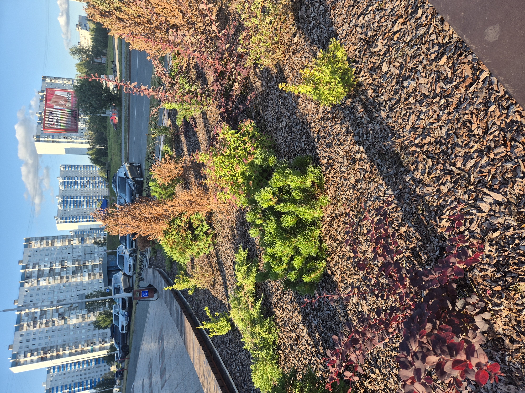 A well-maintained flowerbed with mulched ground cover and various ornamental plants, including evergreens and deciduous shrubs with red foliage, is situated in front of a sidewalk and a road in Nizhnevartovsk, Russia. In the background, several multi-story residential buildings and a billboard are visible. Several cars are parked along the road. The scene is illuminated by natural sunlight.