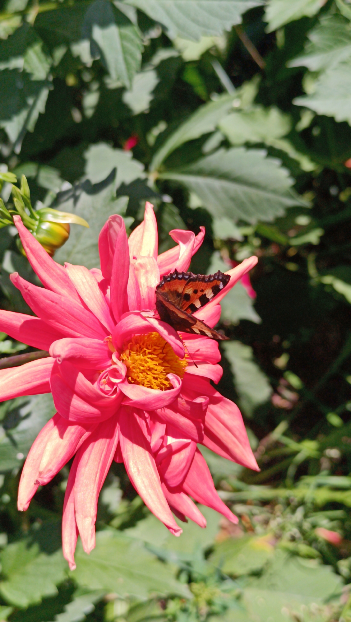 A butterfly with orange, black, and white markings rests on a vibrant pink dahlia flower. The flower has numerous pointed petals surrounding a yellow center. Green leaves form the background, creating a natural setting. The image is shot outdoors in daylight. The location is specified as Karsha, Russia.