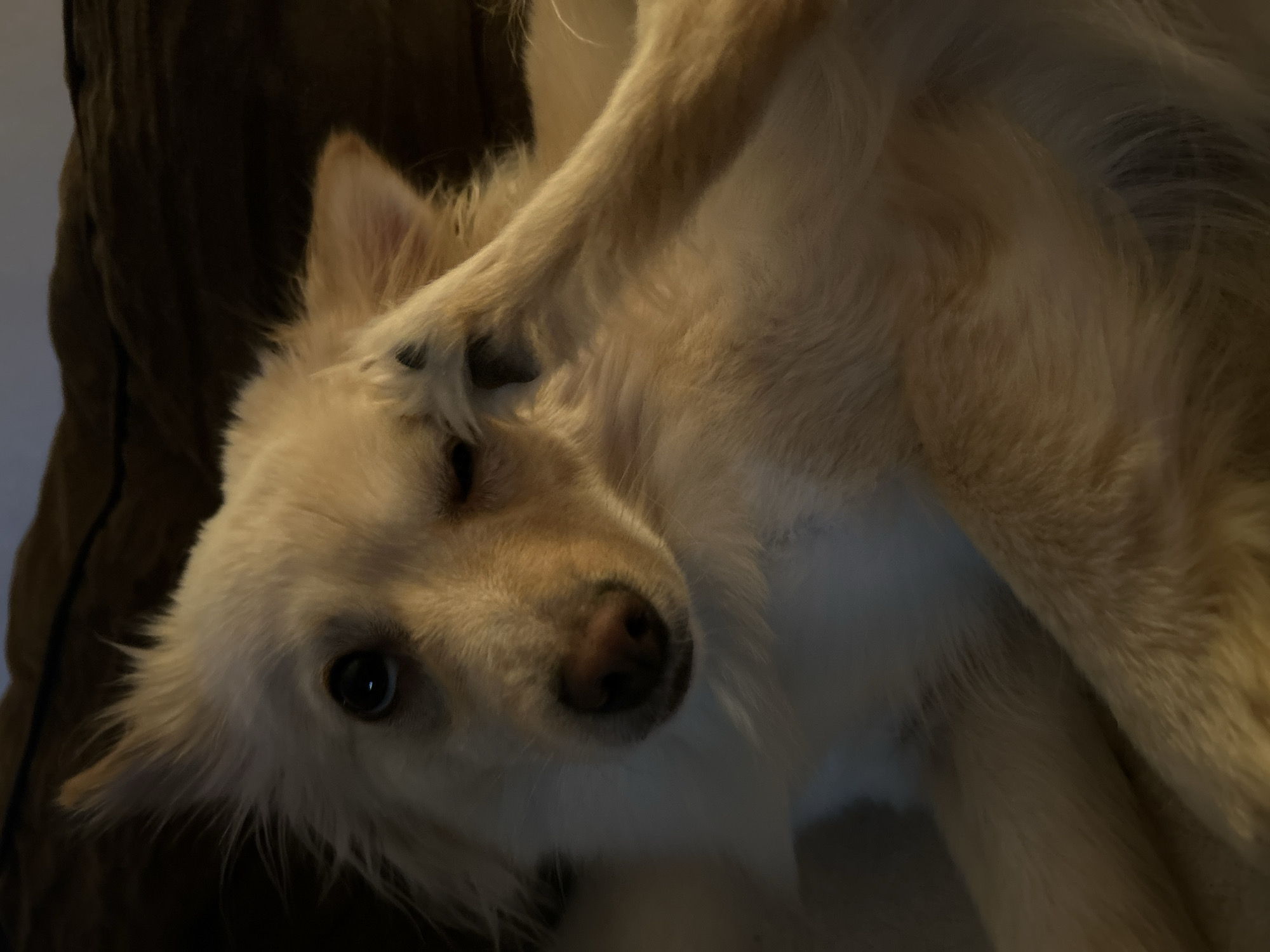 A close-up, low-angle shot shows a cream-colored dog resting indoors. The dog's head is tilted to the side, and its right eye is partially covered by its own paw, giving the impression of a wink. The dog has fluffy fur and dark eyes. The background is dark and indistinct, suggesting a dimly lit room. There are no specific landmarks or architectural details visible to indicate a location in Sofia, Bulgaria.