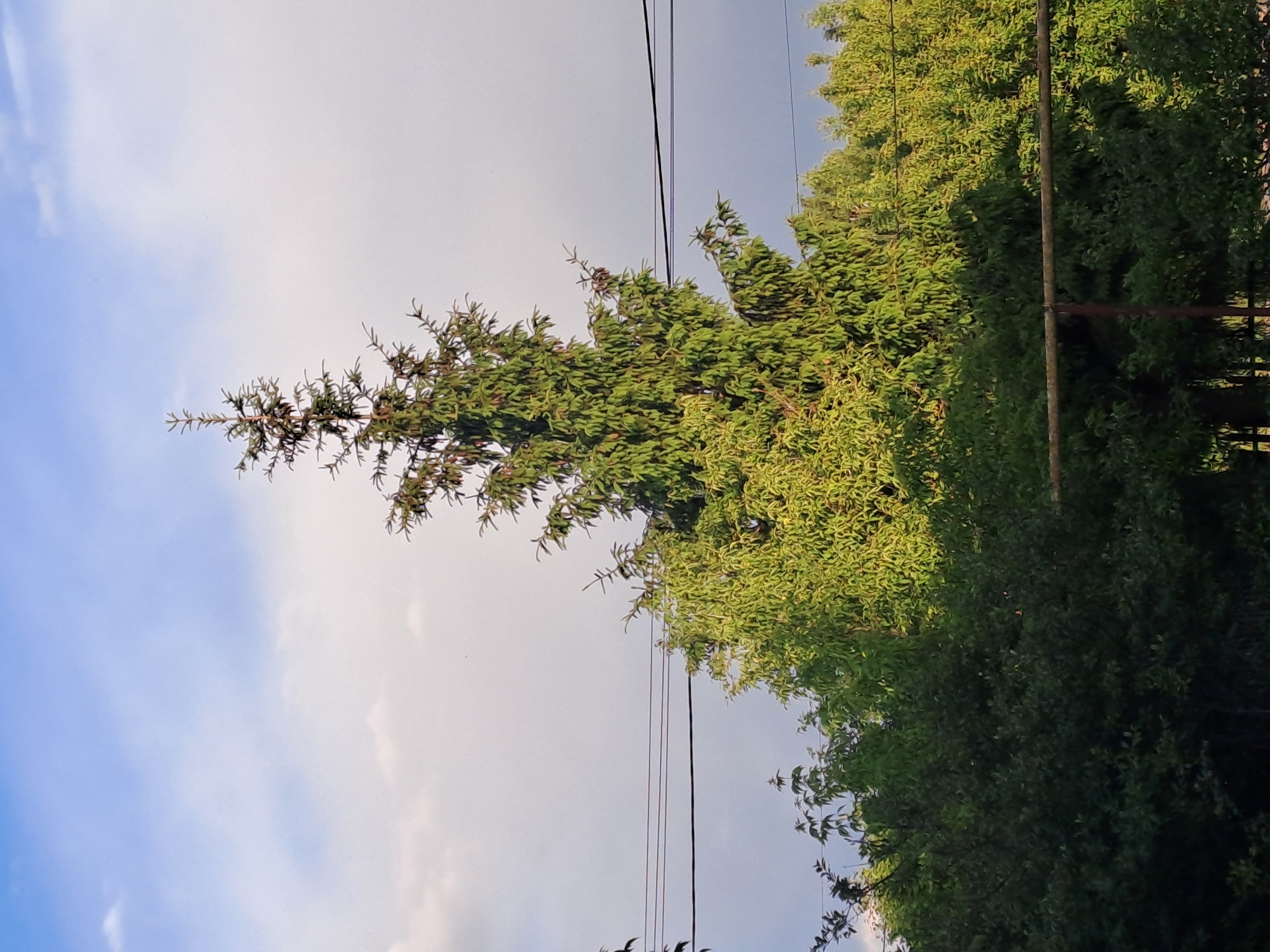 This image captures an outdoor scene featuring trees, sky, power lines, and a pole, taken during the daytime.
A tall, slender evergreen tree, possibly a spruce or fir, stands prominently on the left side, its branches adorned with green needles reaching upwards. To the right and lower, a dense canopy of other green trees fills a significant portion of the frame. These trees display varying shades of green, with some areas brightly lit by the sun and others cast in shadow, indicating different light exposure and texture in the foliage.
The sky above is partly cloudy, transitioning from a clear, light blue hue on the far left to a softer, cloudier white-grey color towards the right, with scattered cloud formations visible. Several thin, dark power lines traverse horizontally across the upper middle and right sections of the image, appearing to run between the tree canopies and the sky. On the far right edge of the image, a dark, vertical pole, possibly part of a utility structure or fence post, is partially visible, somewhat obscured by the dense green foliage.
No people or specific activities are depicted in the image. The time of day appears to be daytime, likely late morning or afternoon, given the bright, natural light and visible shadows. The scene evokes a sense of a natural, possibly rural or suburban, environment, with the presence of power lines indicating human infrastructure. There is no visible text in the image.