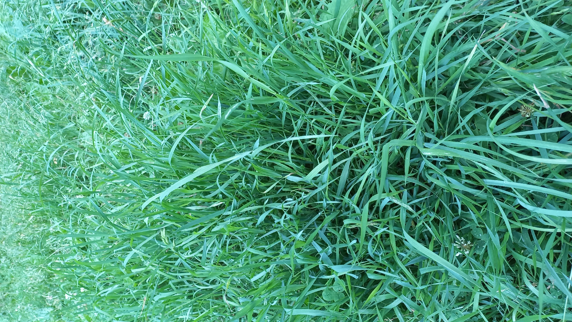A close-up, top-down view of a dense patch of green grass and some white clover flowers in an outdoor environment. The grass blades are varied in length and direction, creating a textured, somewhat wild appearance. Some blades are slightly bent or curved, and there are a few small white flowers interspersed throughout the greenery, most prominently a cluster of clover flowers in the lower left quadrant. The lighting suggests it is daytime, with a soft, even illumination. No people, animals, or man-made objects are visible. The overall impression is one of natural, uncultivated vegetation.