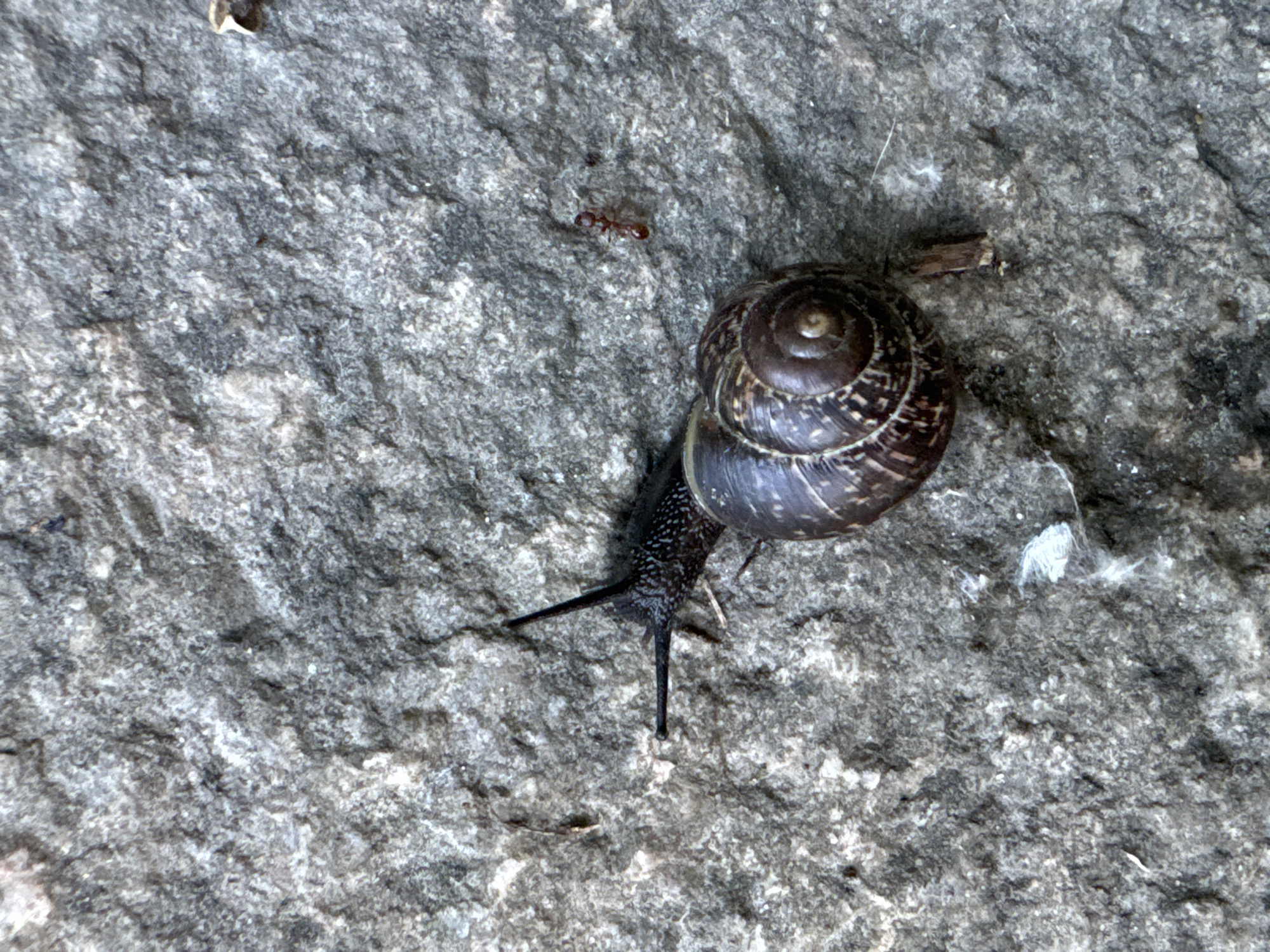 A snail and an ant are on a textured gray stone surface in Saint Petersburg, Russia. The snail is positioned on the left side of the frame, with its body extending upwards and to the left, and its shell on the right. The snail's shell is dark brown with lighter brown spiral markings. The ant is to the right of the snail, closer to the top right corner of the image. The stone surface is uneven with visible cracks and small debris. There are also a few white specks, possibly bits of fluff or dust, scattered on the stone. The lighting suggests an outdoor environment, likely during the day.