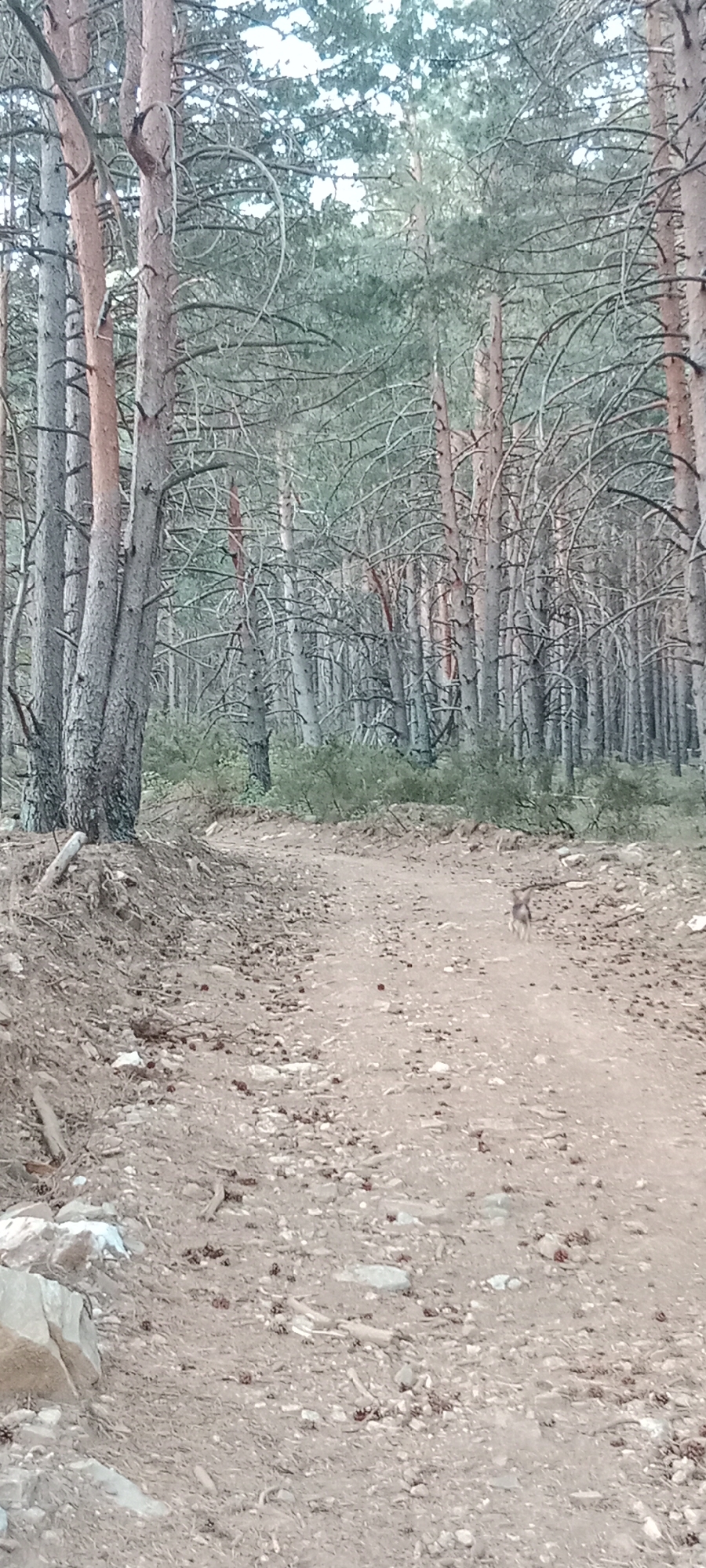 The image depicts a dirt road winding through a pine forest. The trees are tall and slender with sparse branches, some of which appear dead. The ground is covered in dirt, small stones, and pine cones. In the distance, a small animal, possibly a rabbit or a fox, is visible on the road. The lighting suggests it is daytime, with a hazy sky filtering through the trees. The scene appears to be in a natural, undeveloped area.
