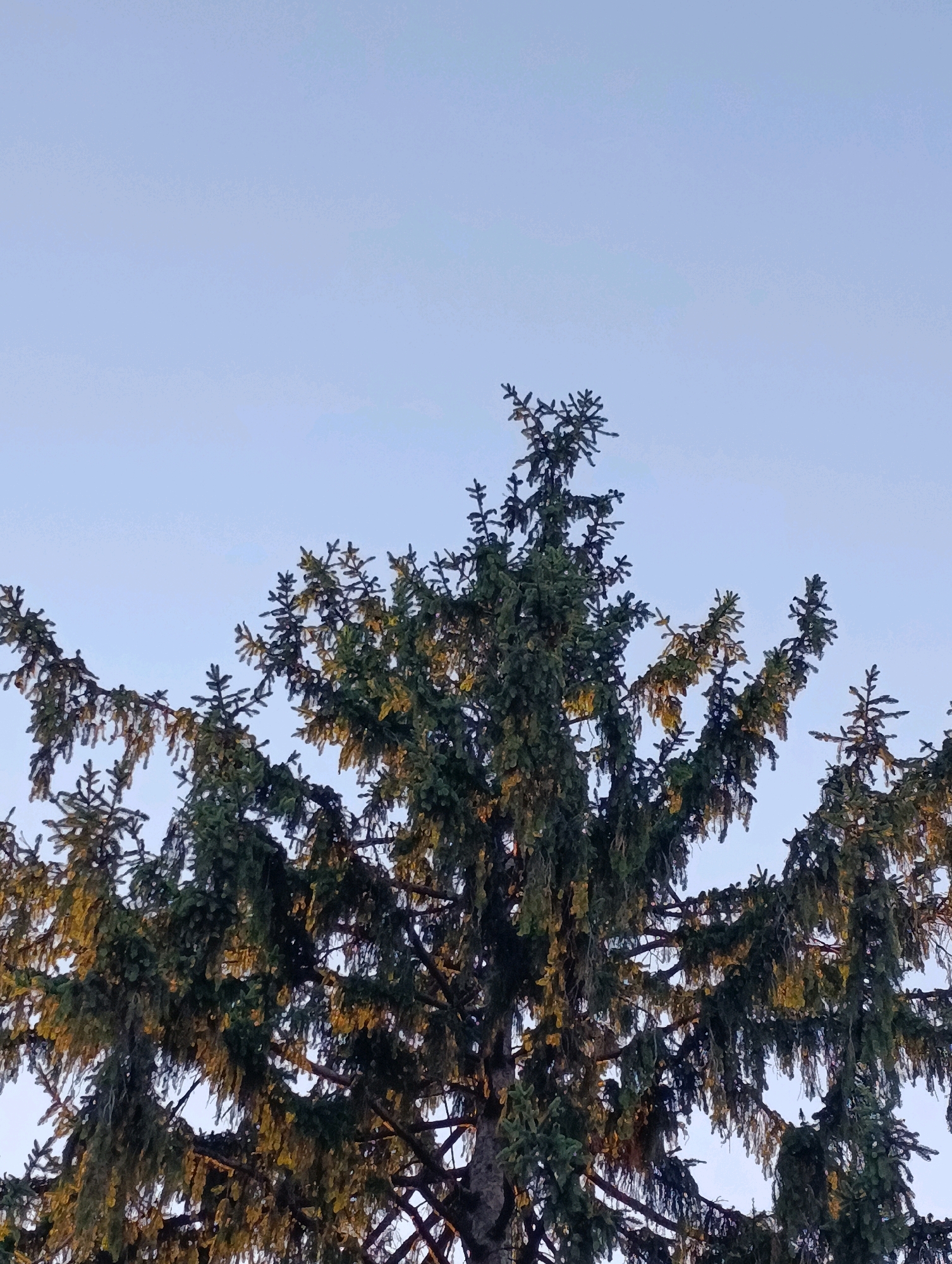The image shows the upper branches of a large evergreen tree against a clear, pale blue sky. The tree's needles are dark green, with some appearing yellowish or golden, possibly due to lighting conditions or seasonal changes. The branches are dense and numerous, creating a textured silhouette against the sky. The lighting suggests it is either early morning or late afternoon, casting a warm glow on parts of the foliage. The scene appears to be an outdoor setting, with no visible man-made structures or people. The location is identified as Cherkasy, Ukraine.