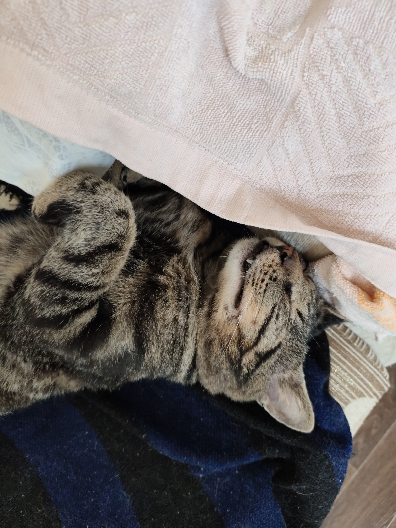 An adorable tabby kitten is captured in a deep sleep, nestled amongst soft fabrics. The kitten is lying on its back, with its paws curled up and its mouth slightly open, revealing tiny teeth and a pink tongue. Its eyes are closed, and its face is relaxed, suggesting a peaceful slumber. The kitten's fur is a beautiful mix of grey, black, and brown stripes, typical of a tabby coat.
The kitten appears to be in a domestic setting, possibly a home in Komsomolsk-on-Amur, Russia. It is resting on a dark blue and black striped blanket, which is in turn placed on top of other fabrics. A light pink towel is draped over the kitten, providing a sense of coziness and warmth. The background is out of focus, but hints of other textures and colors can be seen, suggesting a cluttered yet comfortable sleeping space. The overall impression is one of a content and well-cared-for pet enjoying a moment of deep rest.