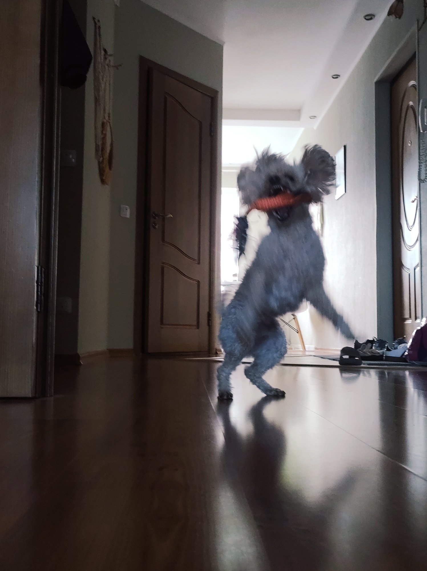 A small, fluffy grey dog is captured in mid-action, standing upright on its hind legs with its front paws raised and blurred, indicating dynamic movement. It holds a bright orange toy or object firmly in its mouth. The dog appears energetic and playful, its fur ruffled from activity.
The scene takes place in what appears to be an indoor hallway or entryway of a home in Chaikovsky, Russia. The floor is made of highly polished, dark wood, reflecting light sources and the dog's shadow. In the background, several wooden doors are visible; one on the left is slightly ajar, and another on the right is closed. To the far left, a dark piece of clothing hangs on the wall, alongside a decorative macrame-style wall hanging. On the right side of the floor, near the closed door, there's a collection of shoes or sandals and a purplish bag. The hallway extends into the distance, with natural light entering from an unseen source, possibly an open room or window at the end of the corridor. Recessed ceiling lights are also visible, suggesting a well-lit indoor environment during daytime. There is no visible text in the image.