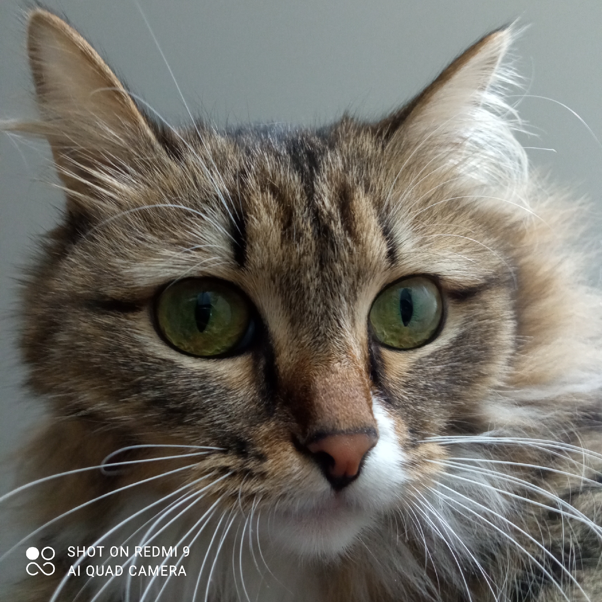 A close-up portrait of a cat with brown, black, and white fur. The cat has large green eyes, a pink nose, and long white whiskers. The background is a plain, light gray. The lower left corner of the image contains the text "SHOT ON REDMI 9 AI QUAD CAMERA". The image was likely taken indoors, given the controlled lighting and background. There is no information available to suggest that the image was taken specifically in Chaikovsky, Russia, or to confirm that it was taken anywhere in that country. The image primarily depicts the cat's face.