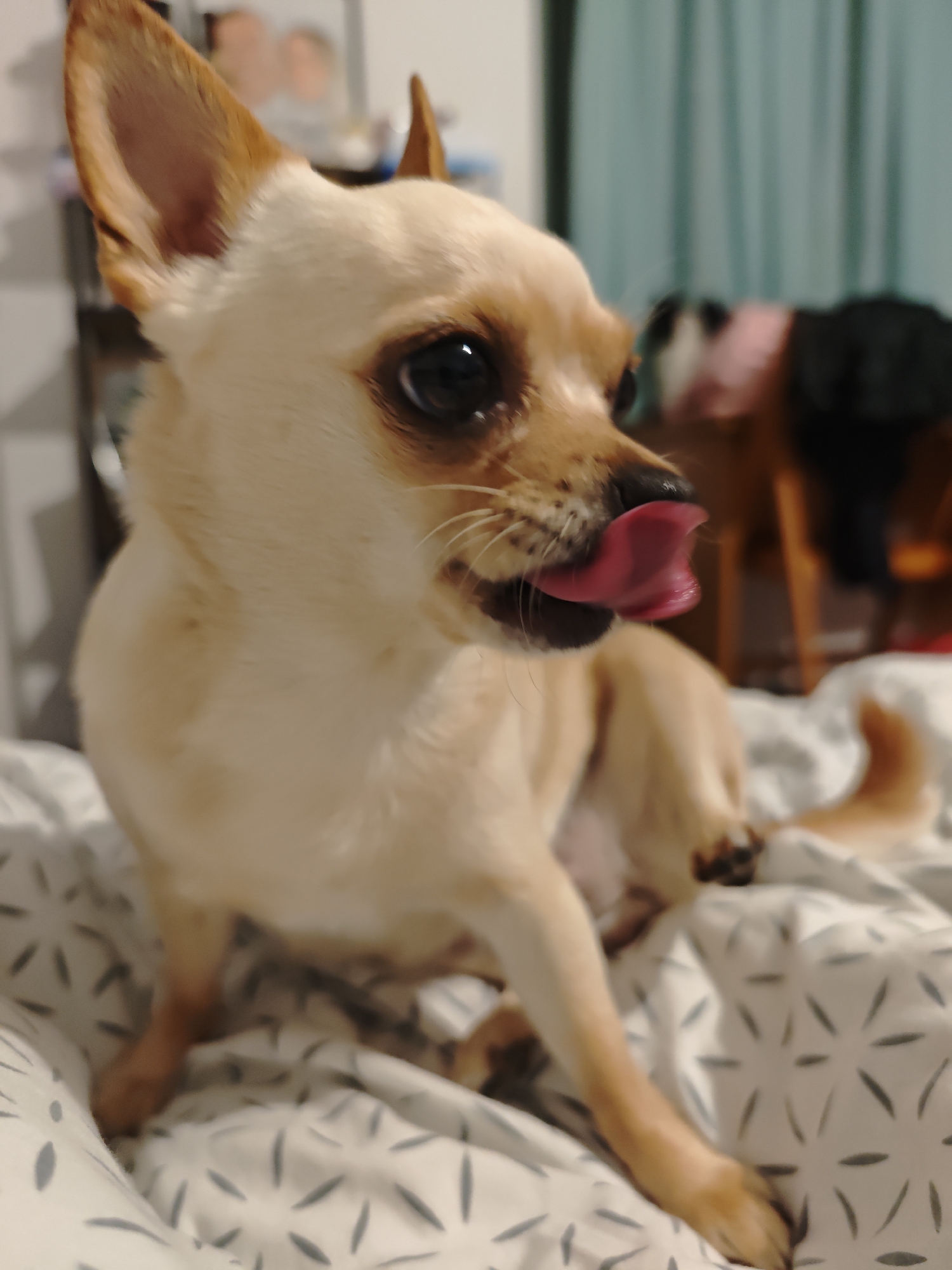 A light tan Chihuahua sits on a white bed with a repeating gray pattern of dashes arranged in flower-like shapes. The dog has erect ears, a brown muzzle with some black spots, and is sticking its pink tongue out. The background is blurred, but suggests an indoor setting with a light-colored wall on the left and a teal curtain or fabric draped behind the dog. To the right of the dog, blurred forms suggest a chair and possibly some hanging clothing. The location is not discernible as Sofia, Bulgaria, based on the visual information provided in the image.