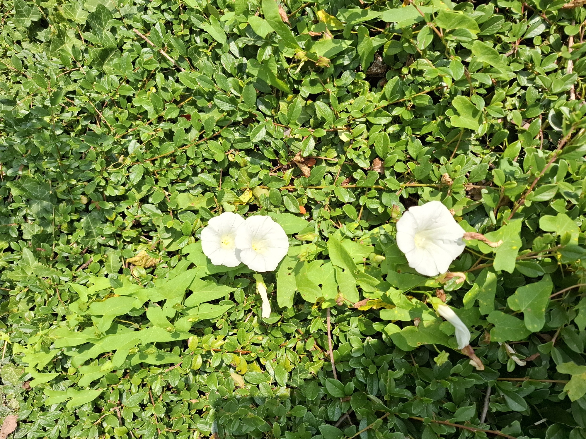 The image displays a close-up view of a ground cover with vibrant green leaves and several white flowers. The flowers are trumpet-shaped and appear to be morning glories or a similar species. They are arranged in clusters, with two flowers close together in the upper portion of the image and another one towards the bottom. The surrounding foliage is dense and varied, with some leaves having a heart shape. The lighting suggests a sunny day, casting shadows and highlighting the textures of the plants. The scene is natural and appears to be in an outdoor setting, possibly a garden or park within Eschenbach (LU), Switzerland. There are no people or animals visible in the image.