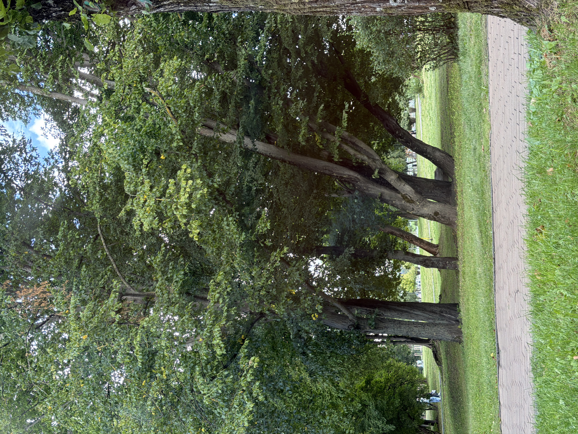 In the city of Kaliningrad, Russia, the image captures a scene in a park on an overcast day. The foreground features a paved walkway with a zigzag pattern made of light-colored bricks, bordered by a strip of green grass. Beyond the walkway, a lush expanse of green grass stretches across the park. Several large trees with dense green foliage dominate the middle ground, their trunks thick and gnarled, with some leaning at angles. In the distance, other trees and bushes create a verdant backdrop, and a few indistinct figures can be seen walking or standing on the grass, some near a distant structure. The sky above is partially visible through the branches, showing hints of blue with white clouds. The overall impression is one of a tranquil, green public space.