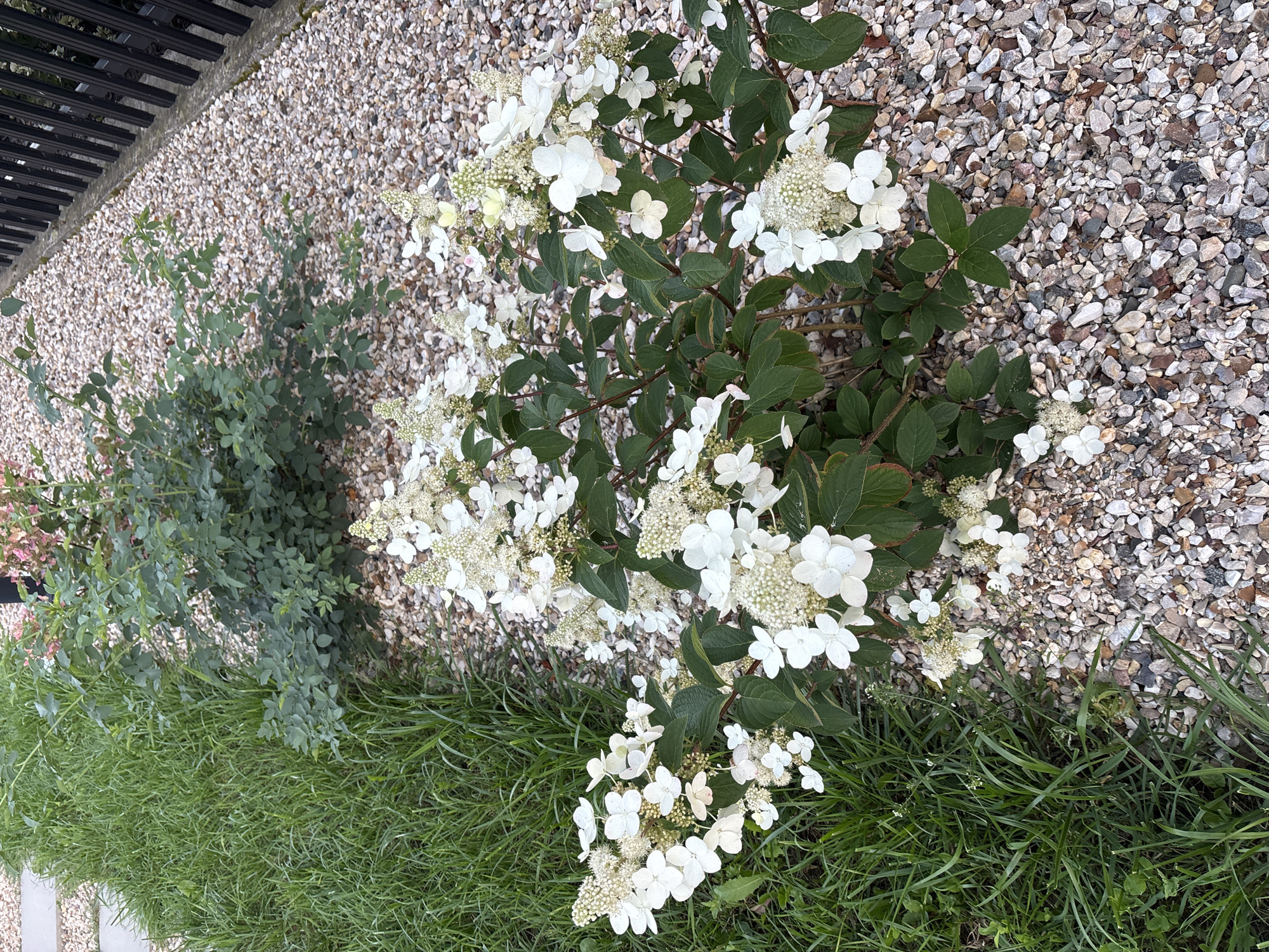 In Zvenigorod, Russia, a garden scene features a dense bush with clusters of white flowers and dark green leaves, situated in a bed of light-colored gravel. To the left of the flowering bush, a patch of vibrant green grass is visible, with some blades appearing taller and more unruly. In the background, a larger green shrub with smaller leaves and hints of pink flowers is present, along with a dark, vertical fence. The gravel is composed of small, irregularly shaped stones in shades of beige, grey, and brown.