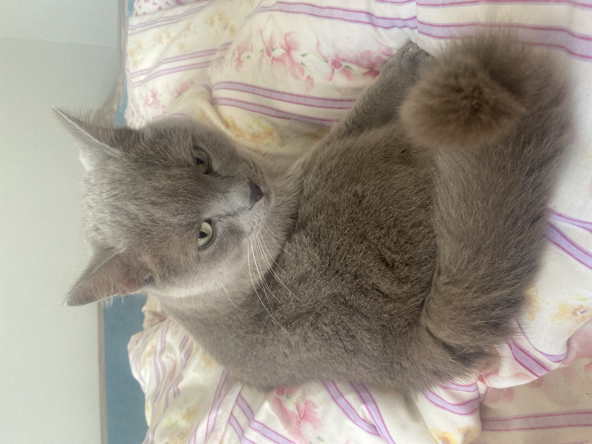 A medium shot shows a gray cat with green eyes, sitting on a bed with striped and floral patterned bedding. The cat is positioned facing the camera, with its body turned to the left and its head looking slightly to the right. The cat's fur is short to medium length, and its tail is curled around its body. The bedding consists of white fabric with alternating stripes of light purple and pink, interspersed with small floral motifs in pink and yellow. The background is slightly blurred, showing a wall and a light blue surface, possibly a headboard or windowsill. The lighting is soft and natural. The image does not contain any recognizable landmarks or features that would allow for definitive localization within Зимородок Днп, Russia.