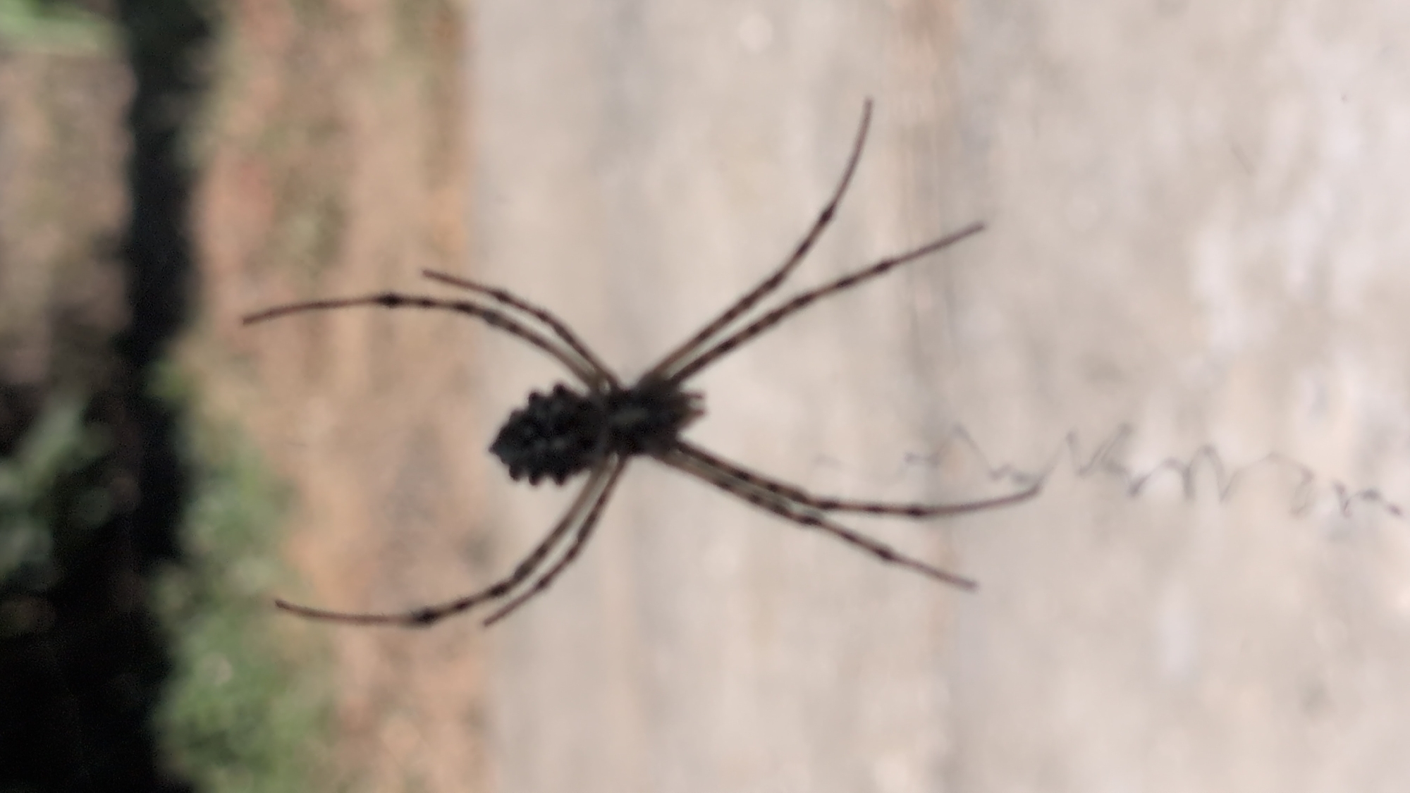 The image shows a spider suspended by a thread against a blurred background of green foliage and a sandy, textured surface. The spider is dark in color and appears to be hanging upside down, with its eight legs spread out. A coiled thread hangs below the spider, suggesting it is either in the process of building a web or descending. The lighting suggests it is daytime, possibly outdoors in a natural or semi-natural setting. The location in Izmail, Ukraine, is not discernible from the visual information provided in the image.