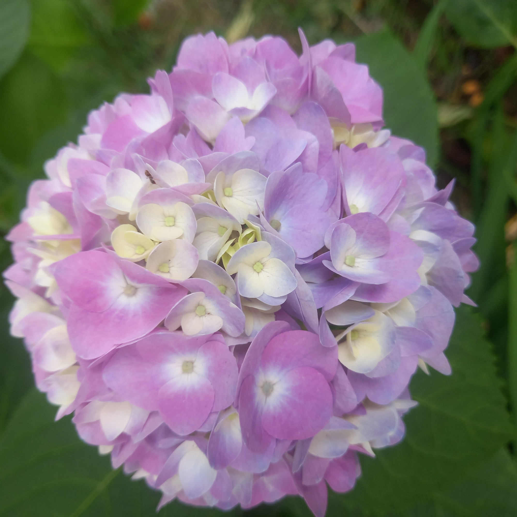 A close-up, overhead view shows a large, round cluster of pink and white hydrangea flowers. The flowers are densely packed, with many individual florets visible. Some of the florets are a pale pink, while others are white with a hint of yellow in the center. The petals are delicate and slightly ruffled. In the upper right quadrant of the image, a small ant is visible walking on one of the petals. The background is a soft blur of green leaves and foliage, suggesting an outdoor setting. The image does not provide any information about the city of Batumi, Georgia, or any specific location within it.