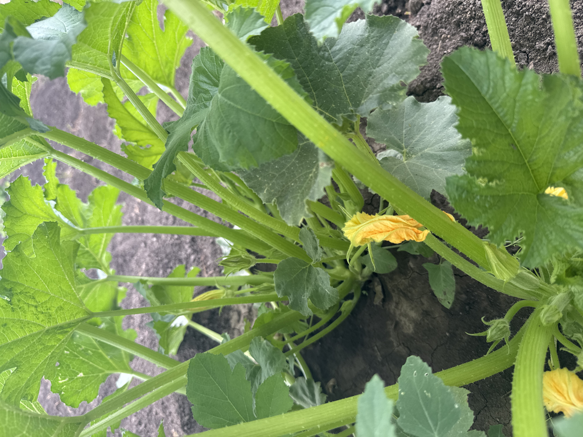 This is a close-up, eye-level, outdoor, natural light photograph of a zucchini plant growing in dark soil. The plant is the sole subject. It features thick, green, ribbed stems and large, green, textured leaves. Several yellow zucchini flowers are visible, some fully bloomed and others in bud. The soil is dark brown and appears dry with some cracked sections. The background is blurred, suggesting shallow depth of field, and shows more of the plant's foliage and the soil. There are no people or animals present. The location is identified as Soloneshnoye, Russia.